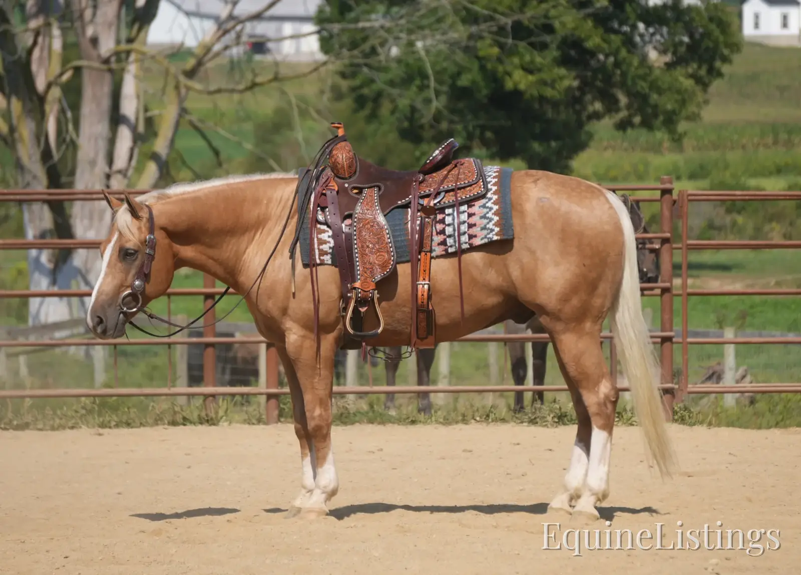 Via Jing Jupe Palomino Gelding Quarter Horse