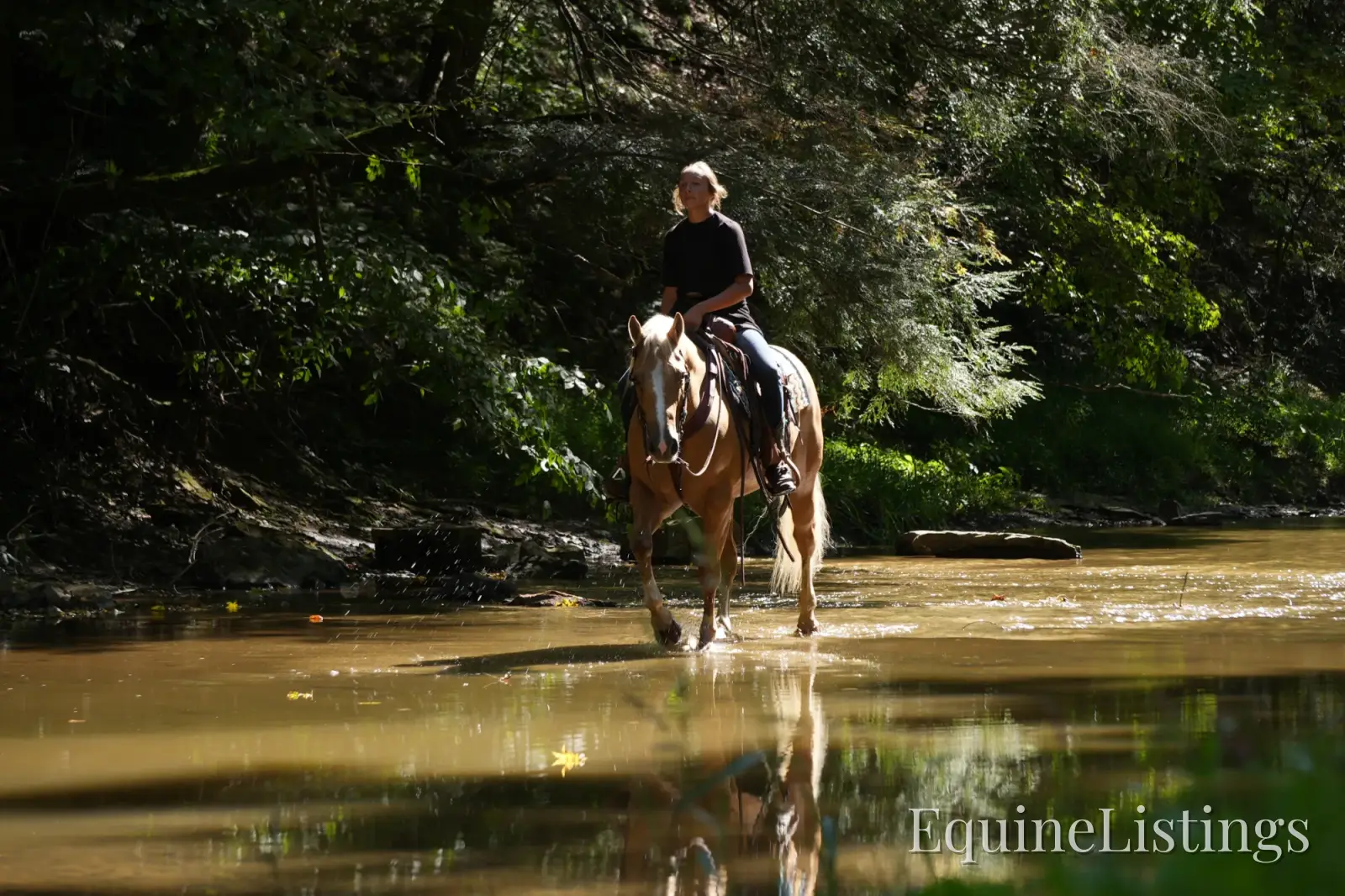 Via Jing Jupe Palomino Gelding Quarter Horse - Photo 11