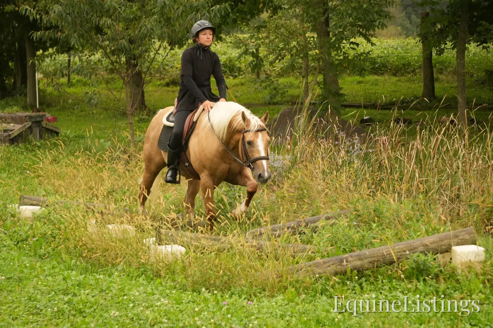 Via Jing Jupe Palomino Gelding Quarter Horse - Photo 12