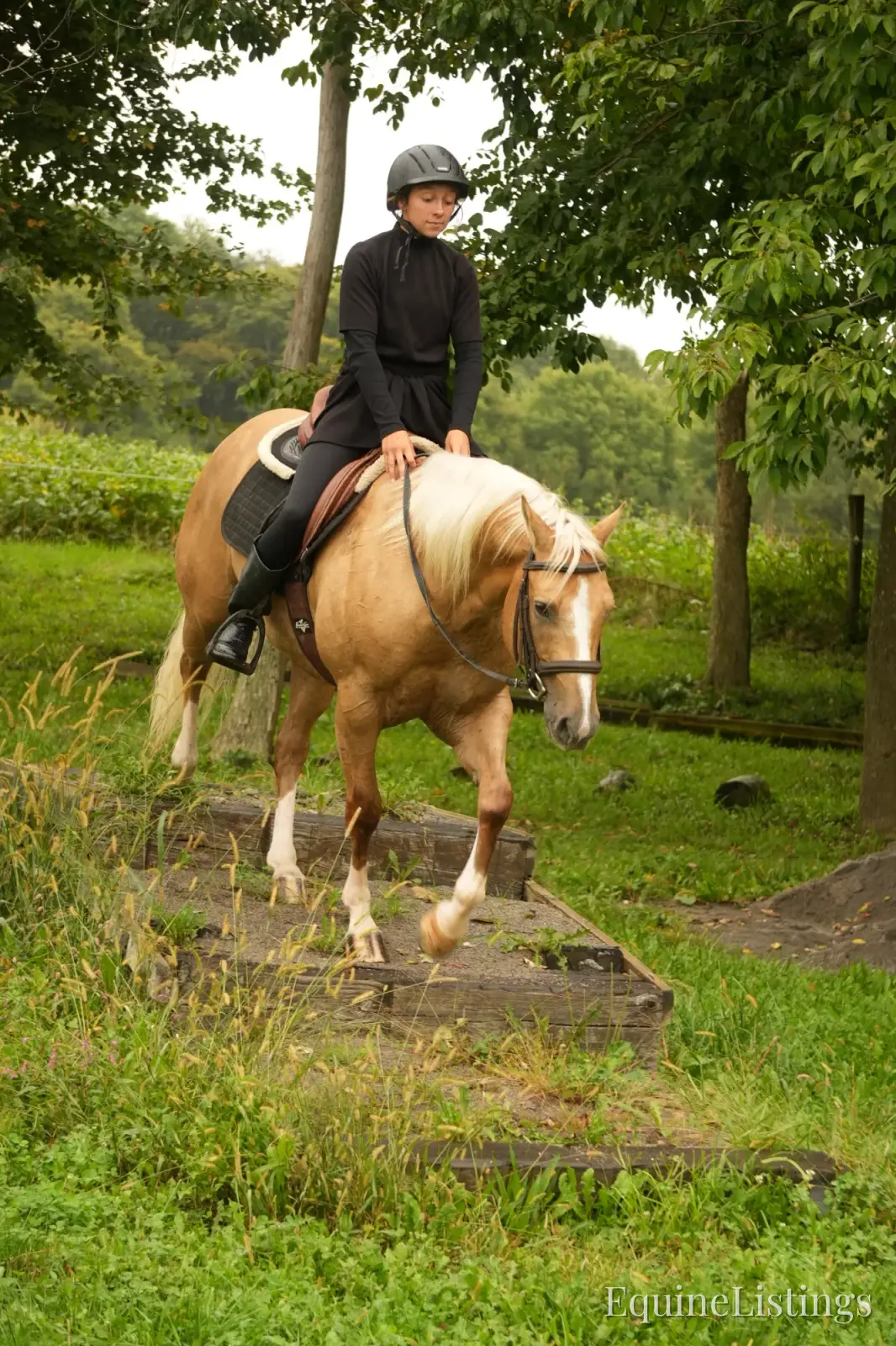 Via Jing Jupe Palomino Gelding Quarter Horse - Photo 13