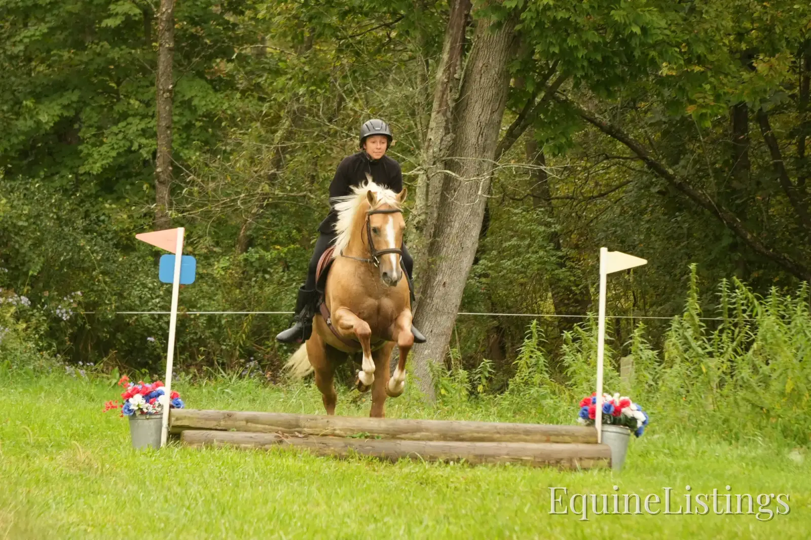 Via Jing Jupe Palomino Gelding Quarter Horse - Photo 14