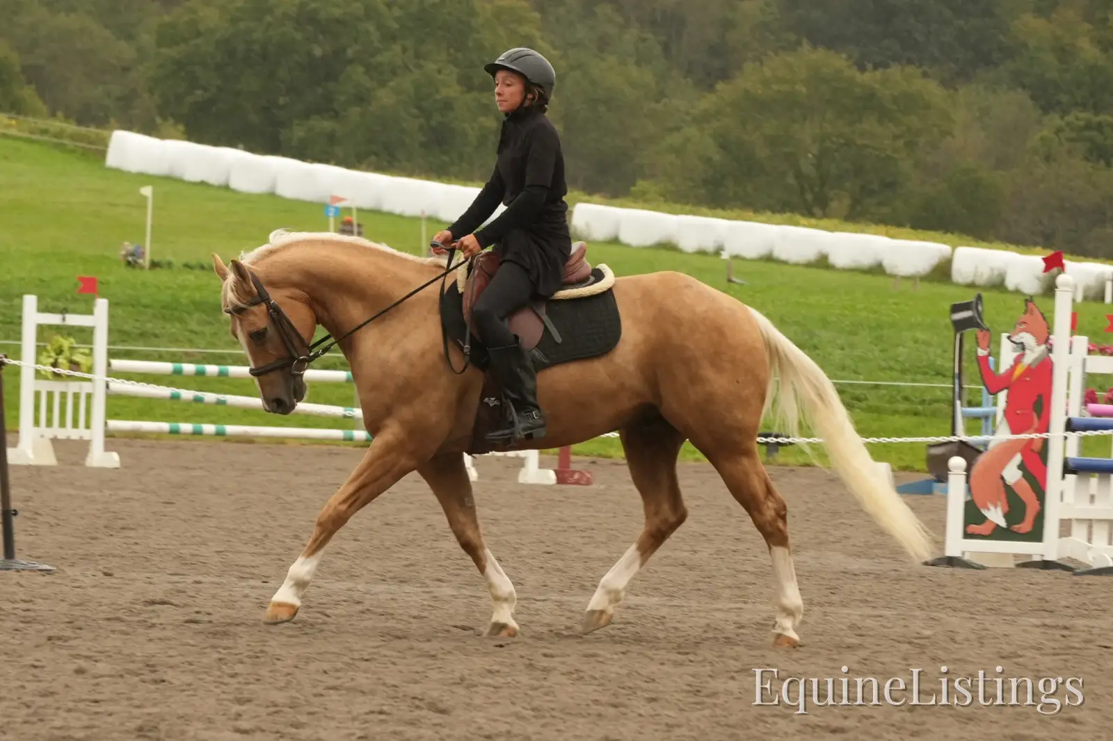 Via Jing Jupe Palomino Gelding Quarter Horse - Photo 15