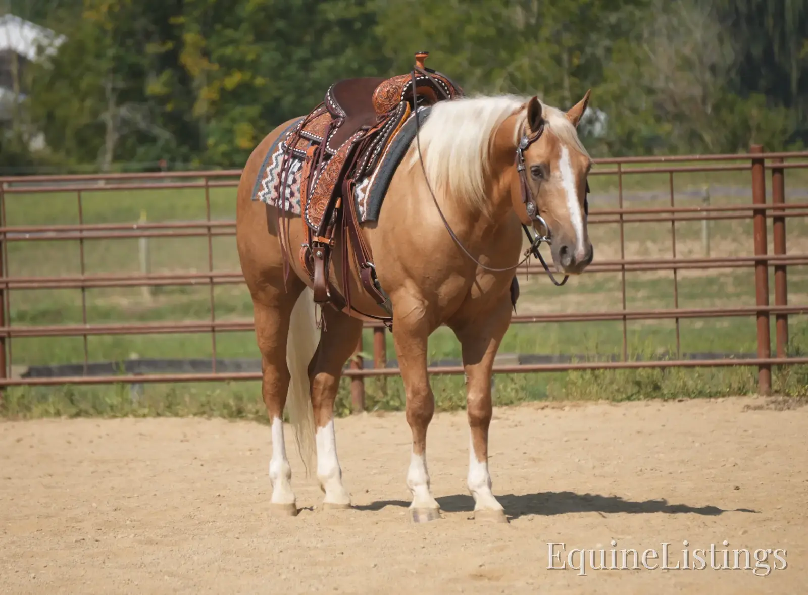 Via Jing Jupe Palomino Gelding Quarter Horse - Photo 2