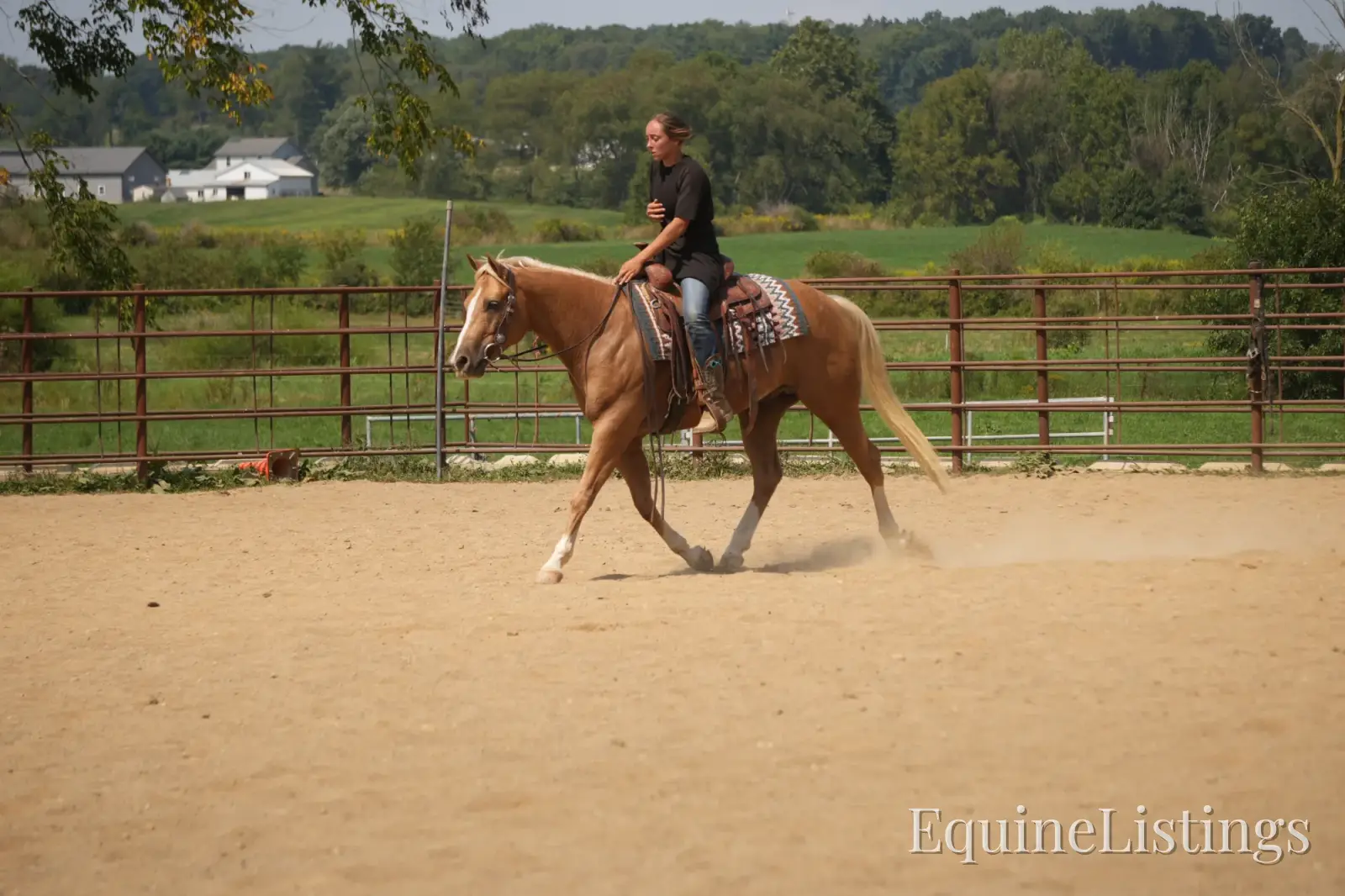 Via Jing Jupe Palomino Gelding Quarter Horse - Photo 4