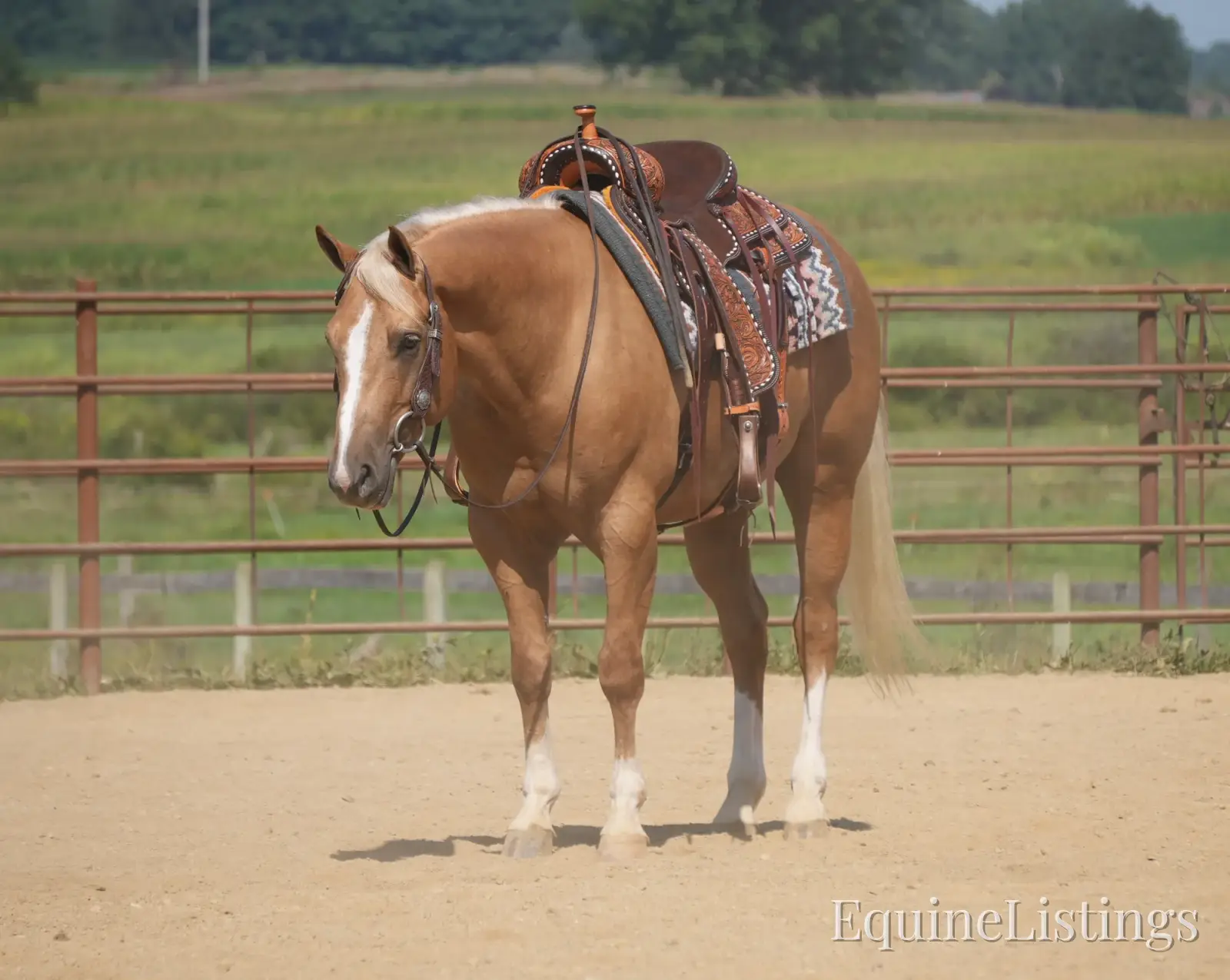 Via Jing Jupe Palomino Gelding Quarter Horse - Photo 5