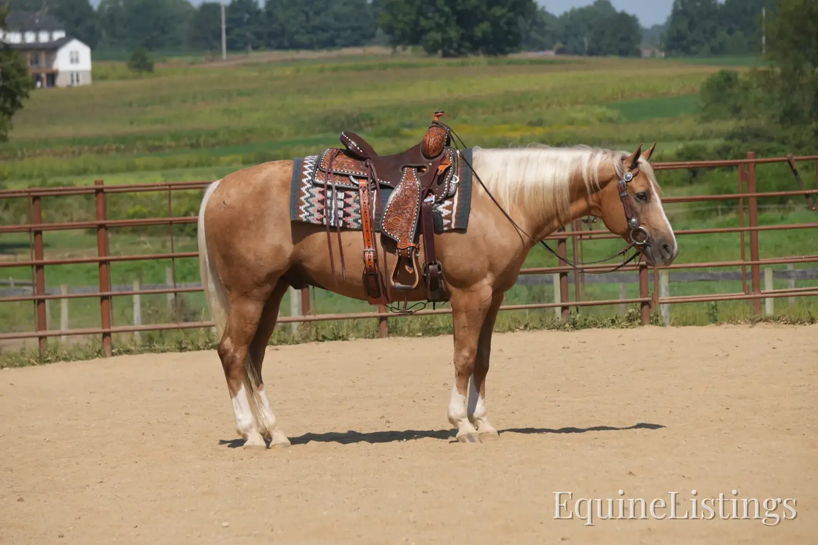 Via Jing Jupe Palomino Gelding Quarter Horse - Photo 6