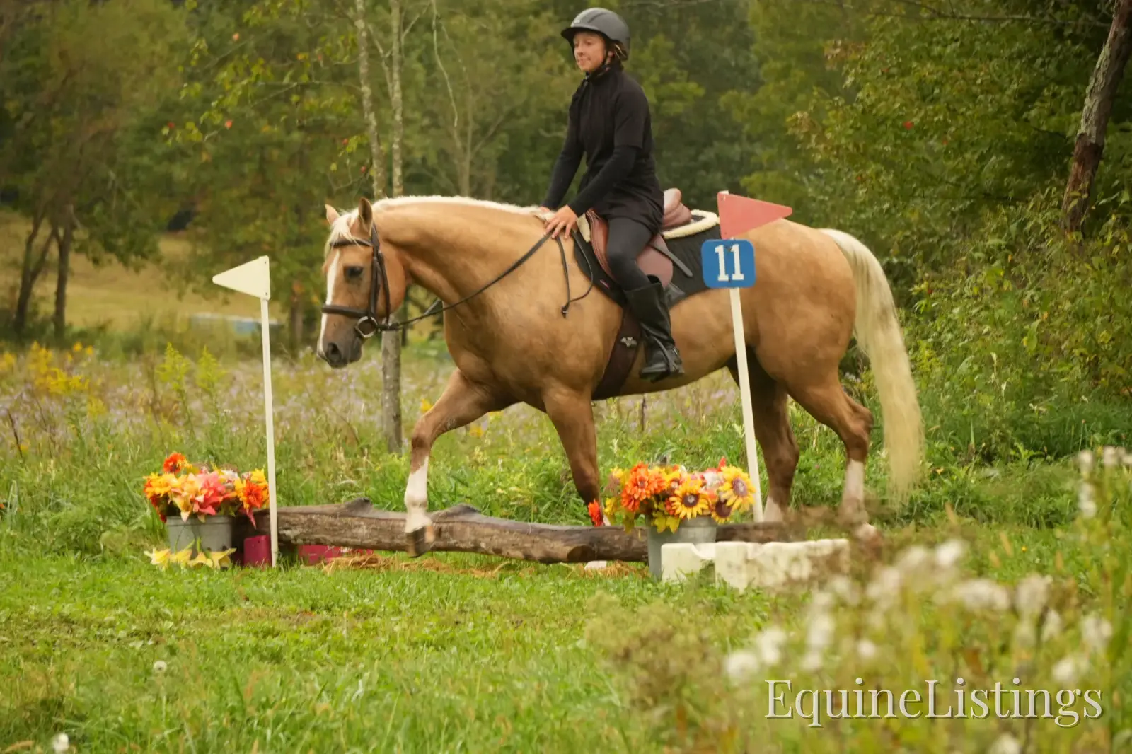 Via Jing Jupe Palomino Gelding Quarter Horse - Photo 8