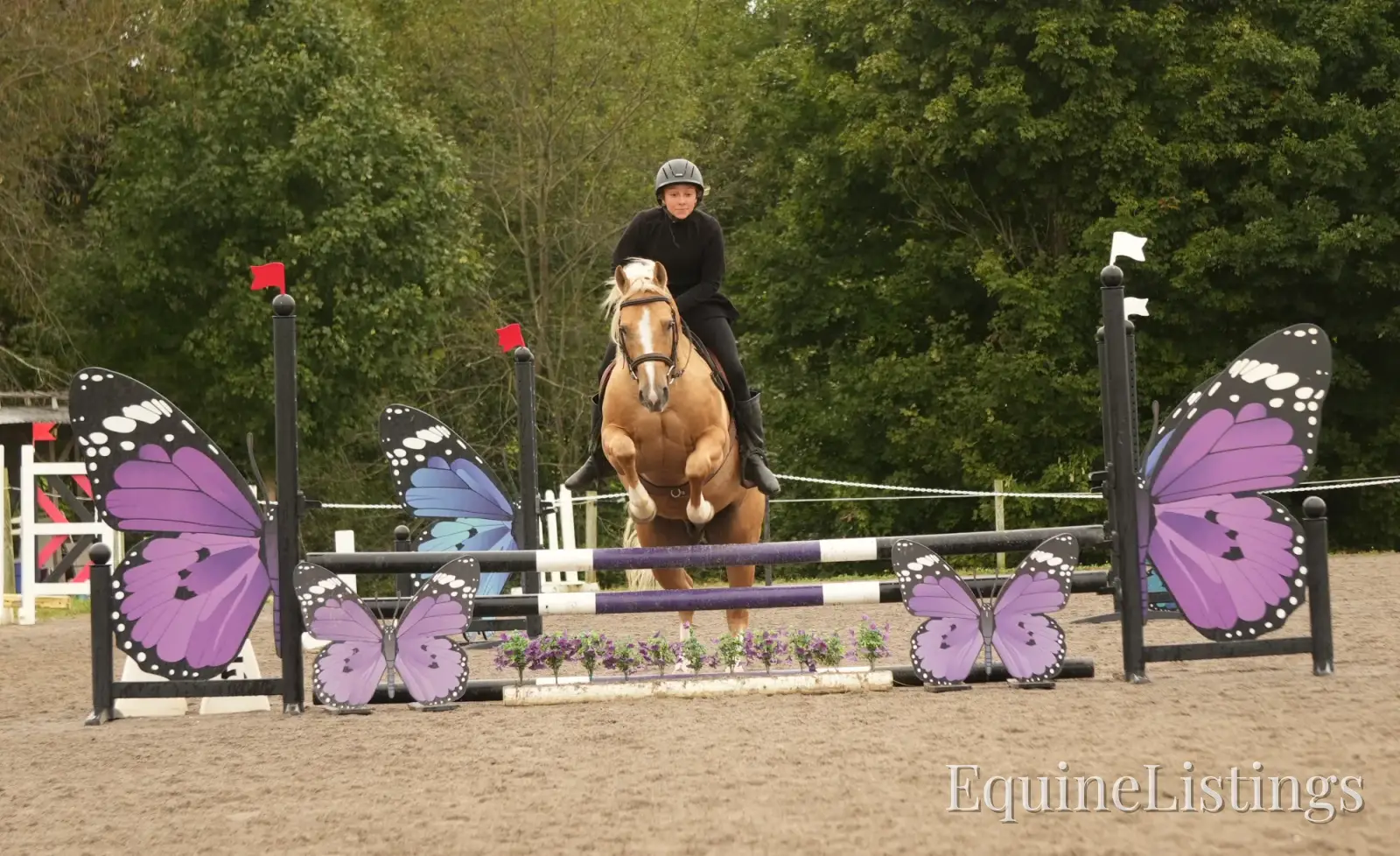 Via Jing Jupe Palomino Gelding Quarter Horse - Photo 9