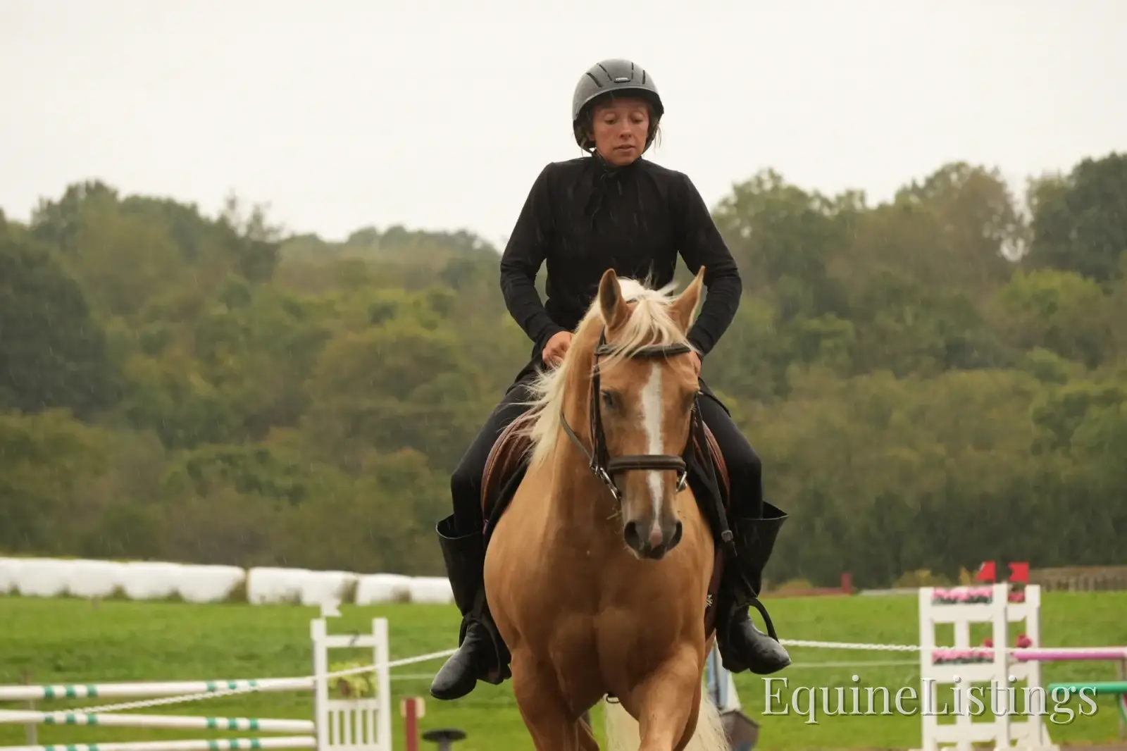 Via Jing Jupe Palomino Gelding Quarter Horse - Photo 10