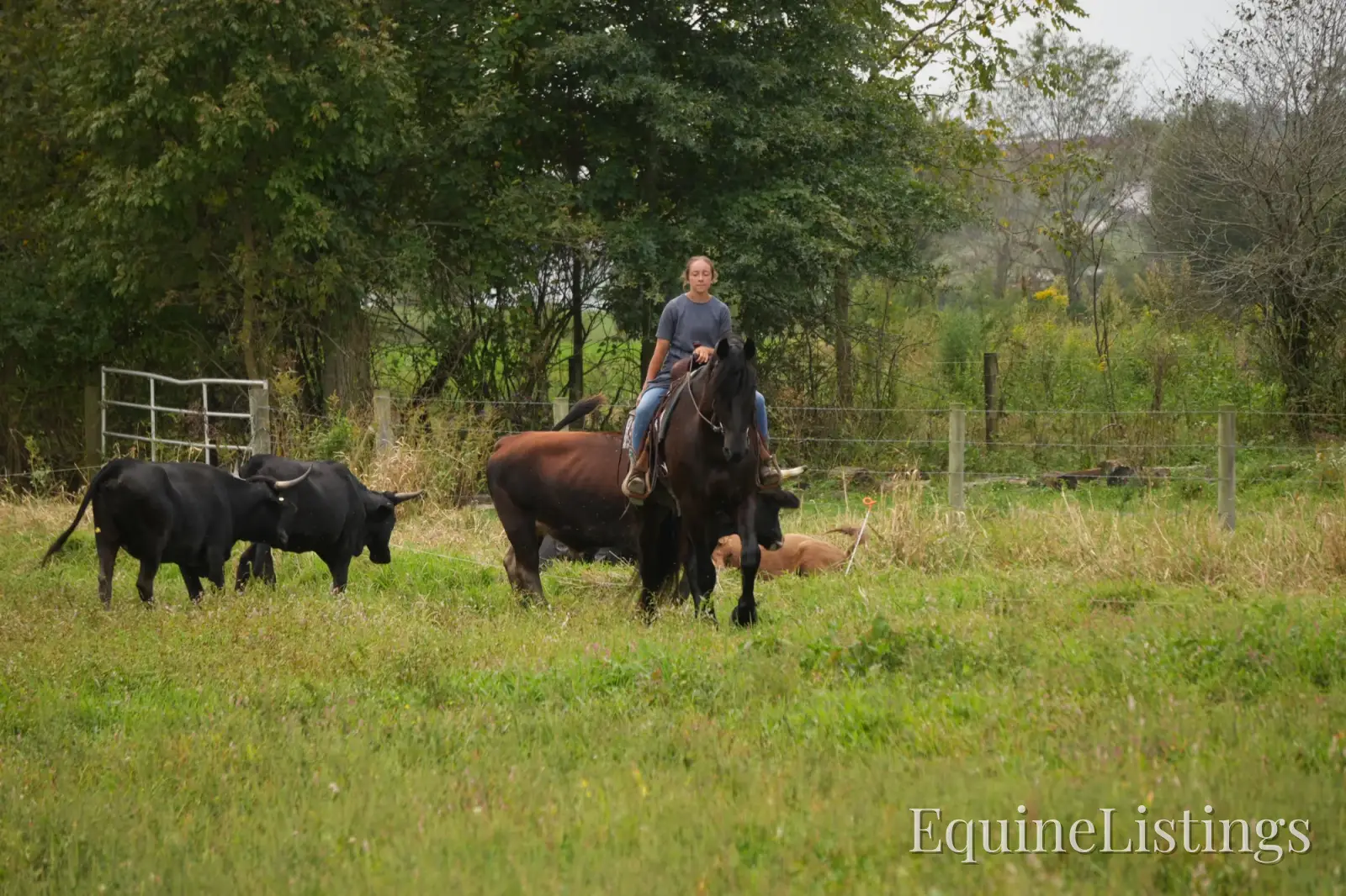 EVF Amazing Azia Black Gelding Friesian Cross - Photo 11