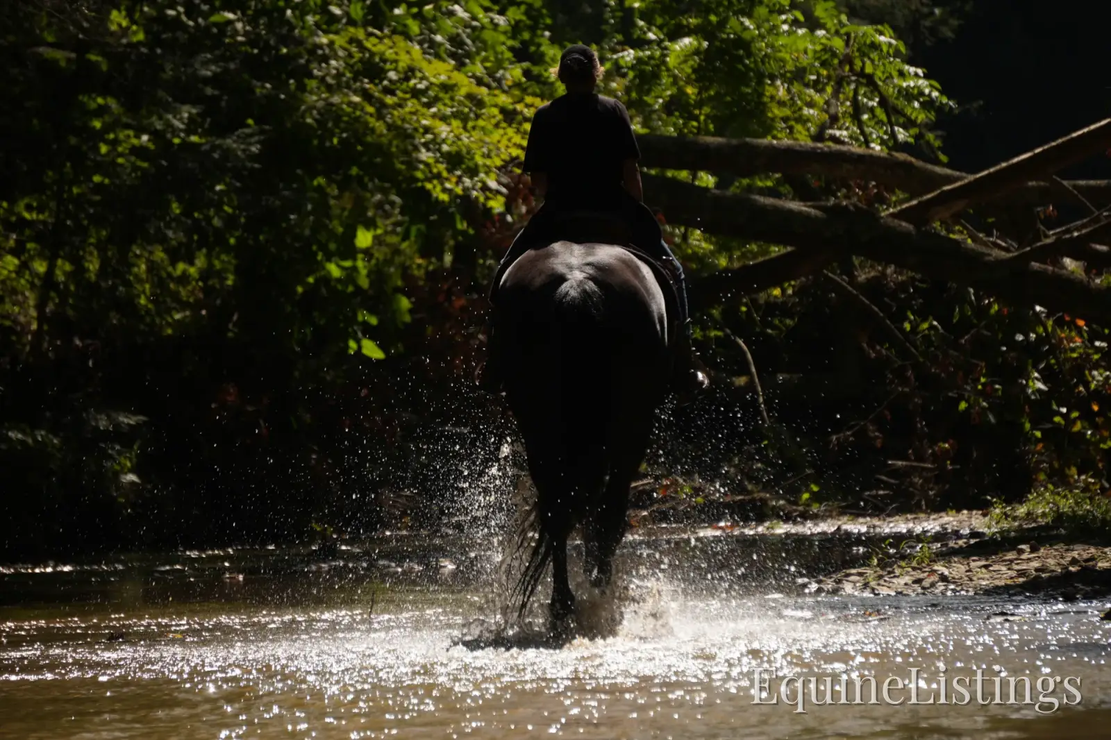 EVF Amazing Azia Black Gelding Friesian Cross - Photo 13