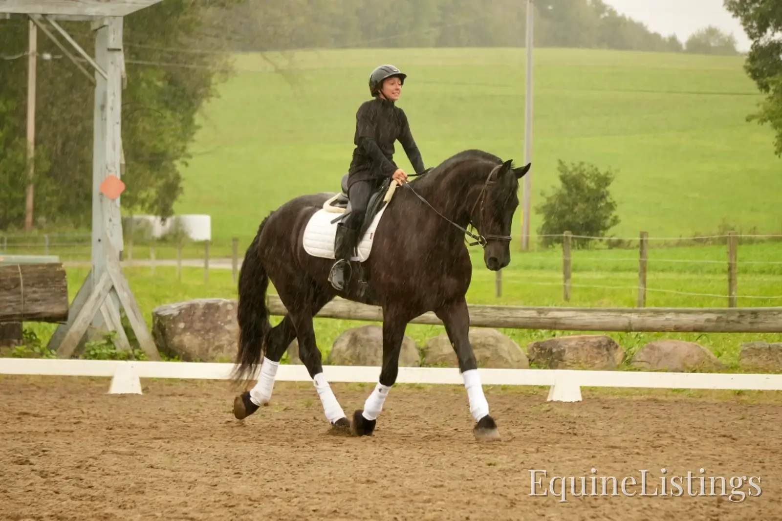 EVF Amazing Azia Black Gelding Friesian Cross - Photo 14