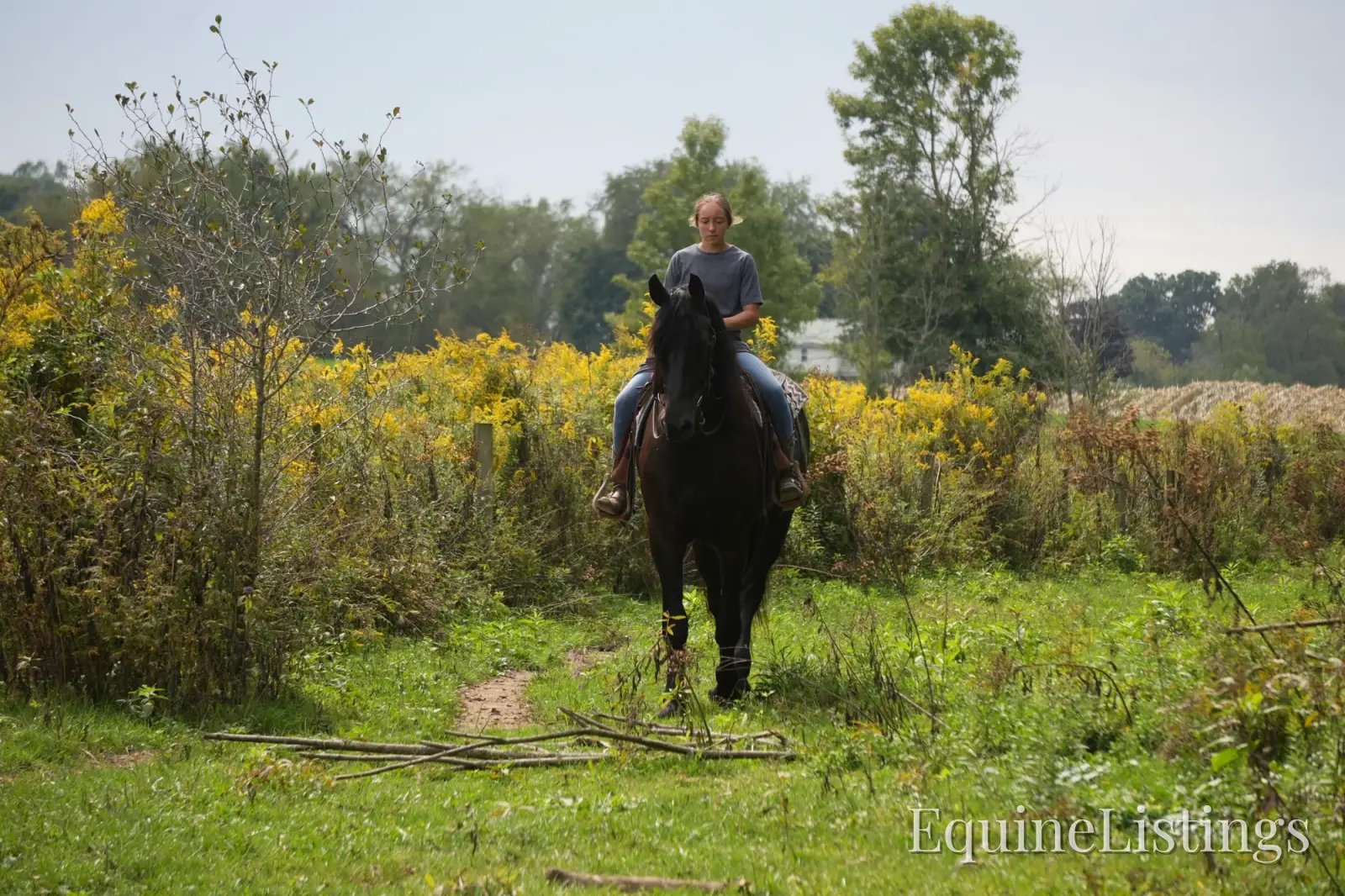 EVF Amazing Azia Black Gelding Friesian Cross - Photo 15