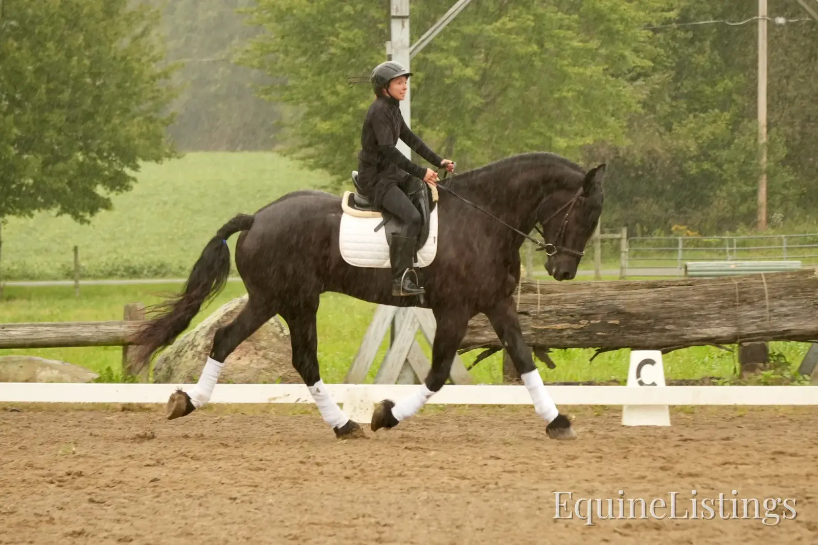EVF Amazing Azia Black Gelding Friesian Cross - Photo 16