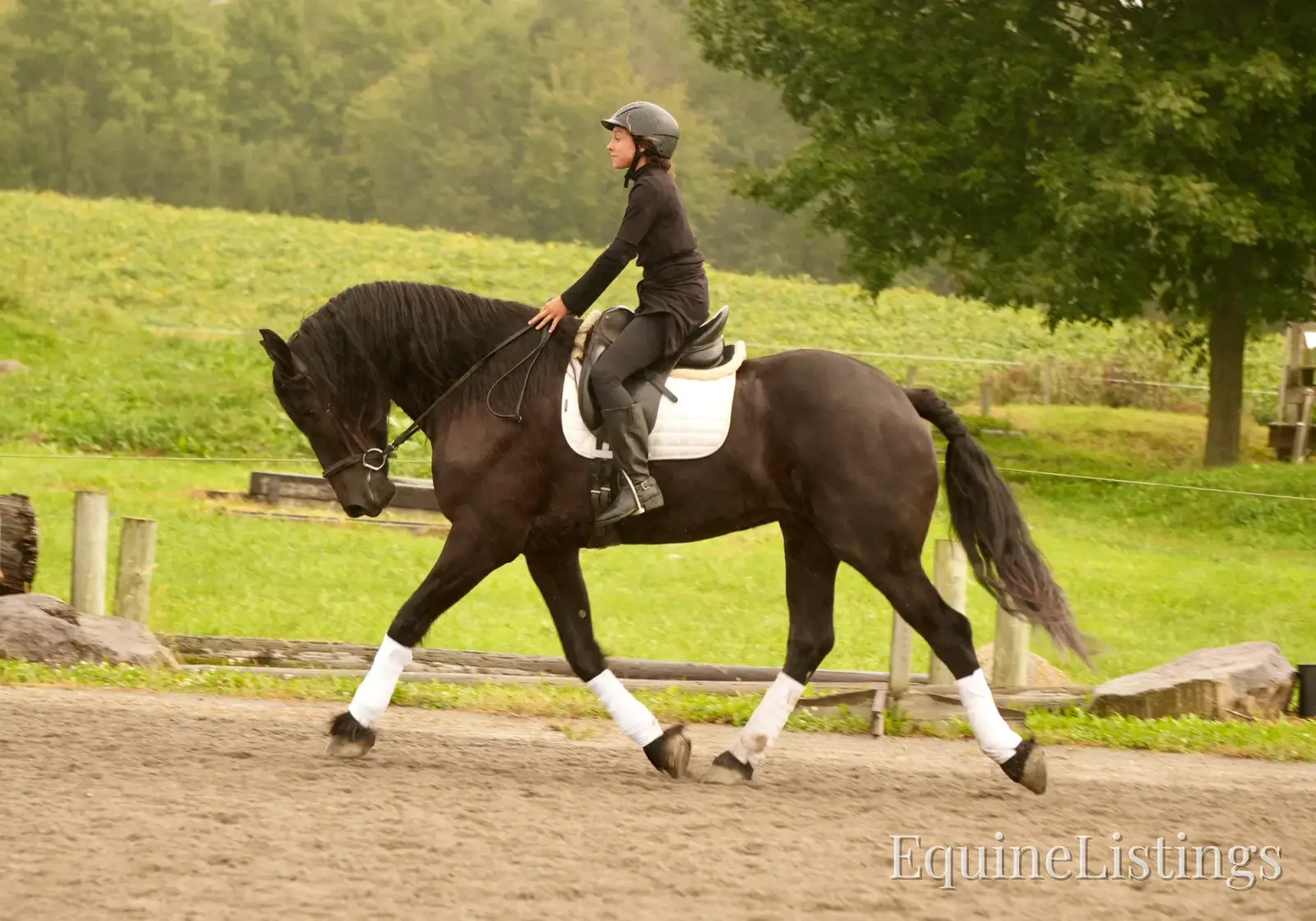 EVF Amazing Azia Black Gelding Friesian Cross - Photo 2