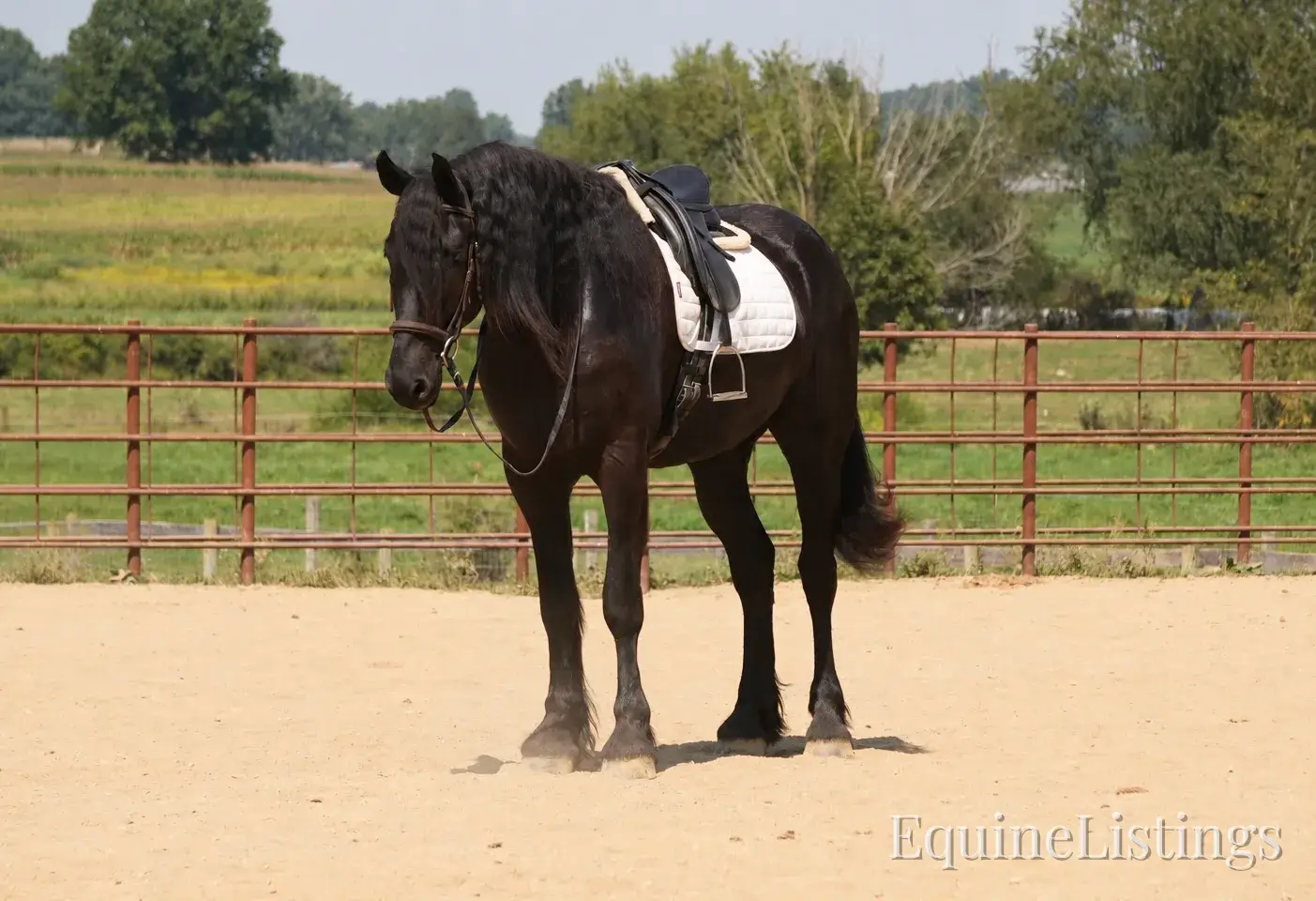 EVF Amazing Azia Black Gelding Friesian Cross - Photo 3