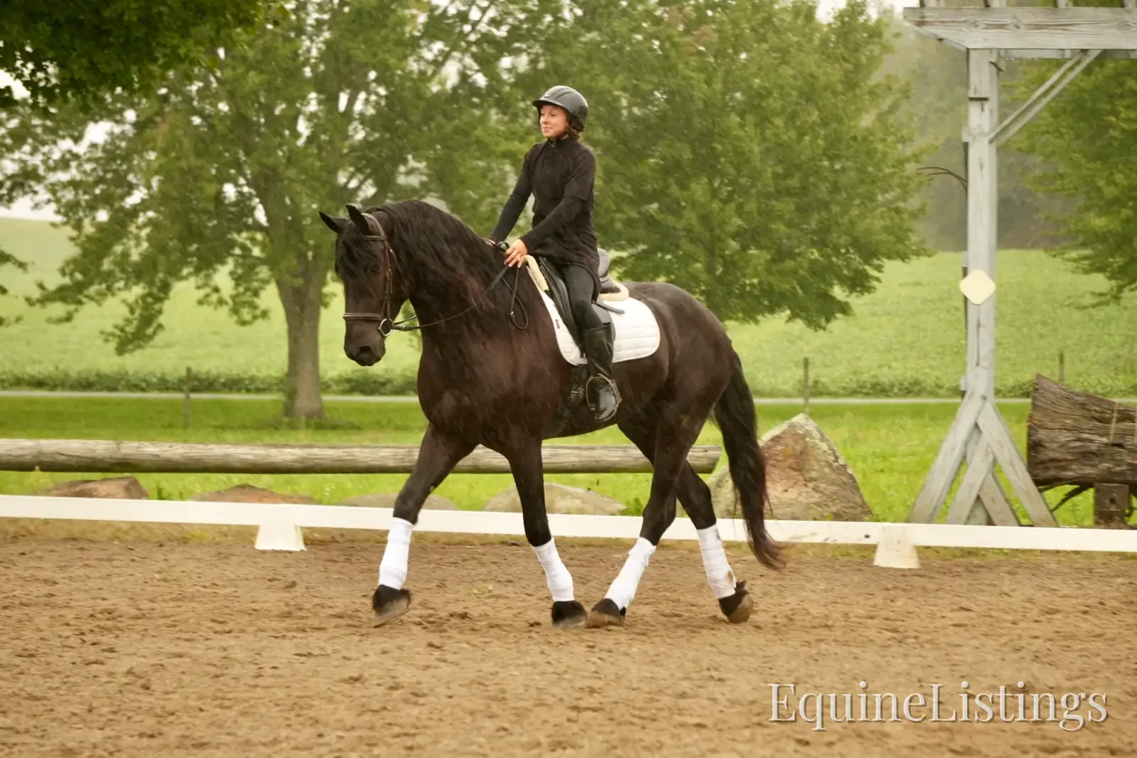 EVF Amazing Azia Black Gelding Friesian Cross - Photo 4