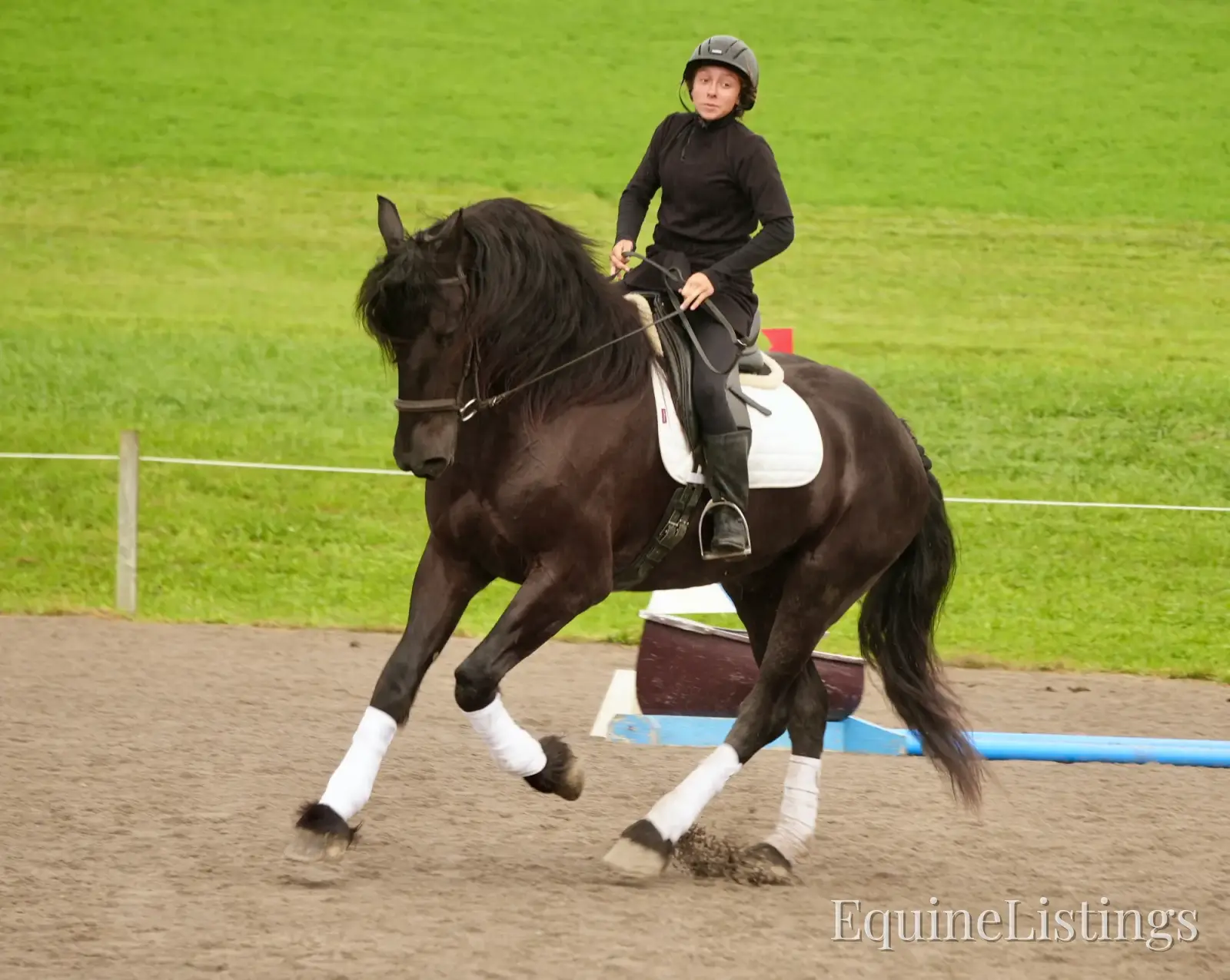 EVF Amazing Azia Black Gelding Friesian Cross - Photo 5