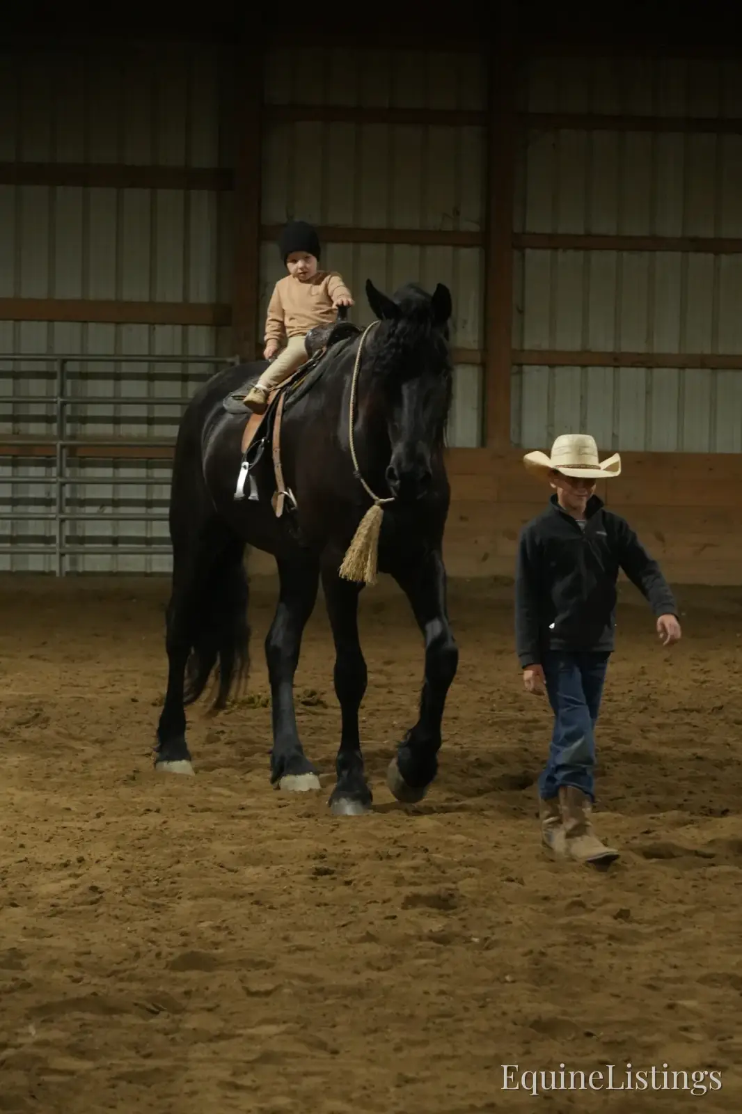 EVF Amazing Azia Black Gelding Friesian Cross - Photo 6