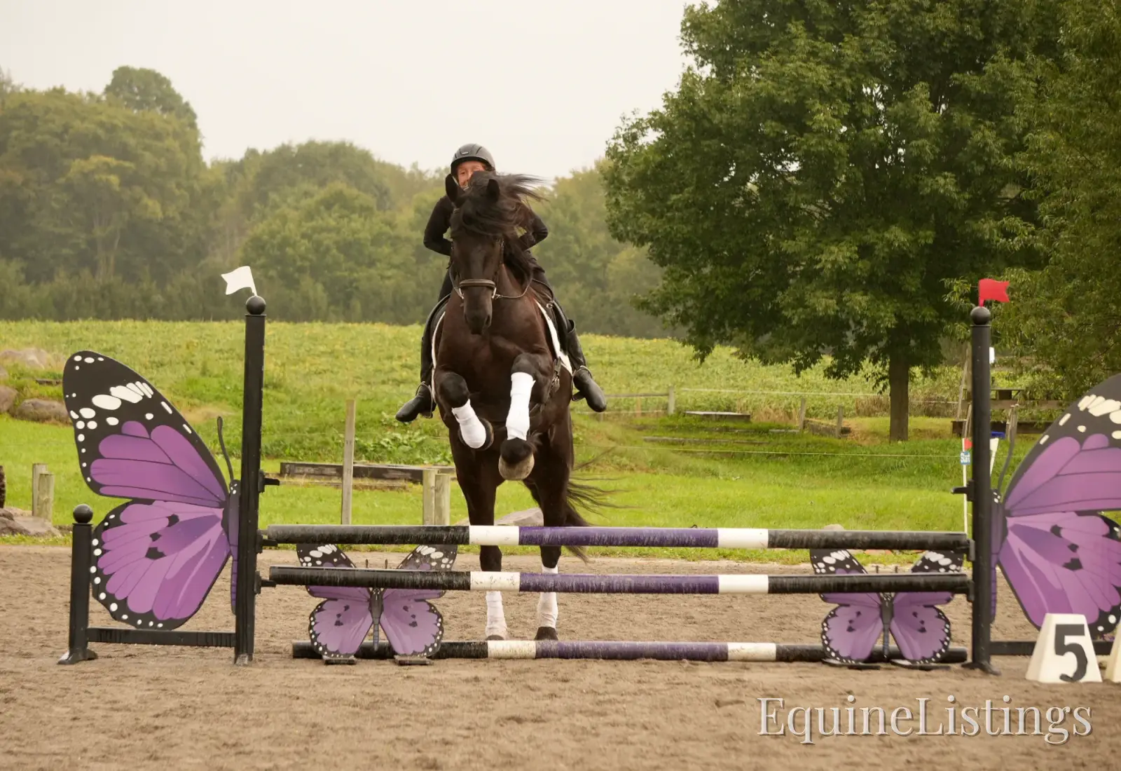 EVF Amazing Azia Black Gelding Friesian Cross - Photo 7