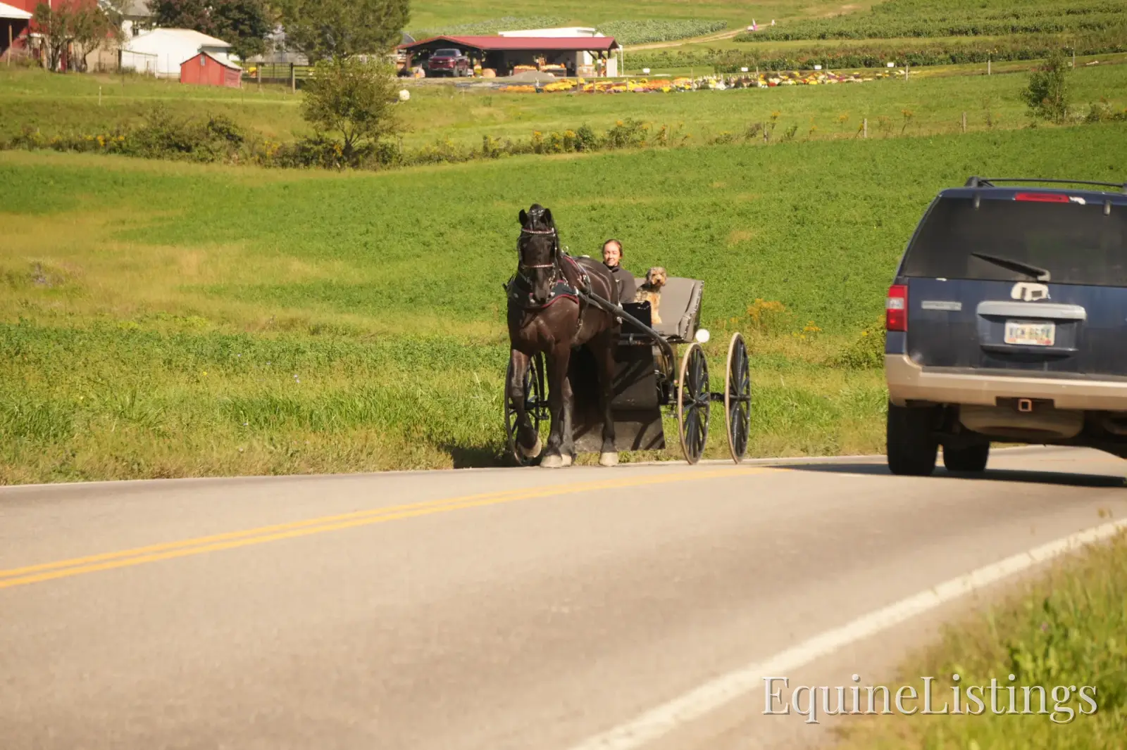 EVF Amazing Azia Black Gelding Friesian Cross - Photo 8