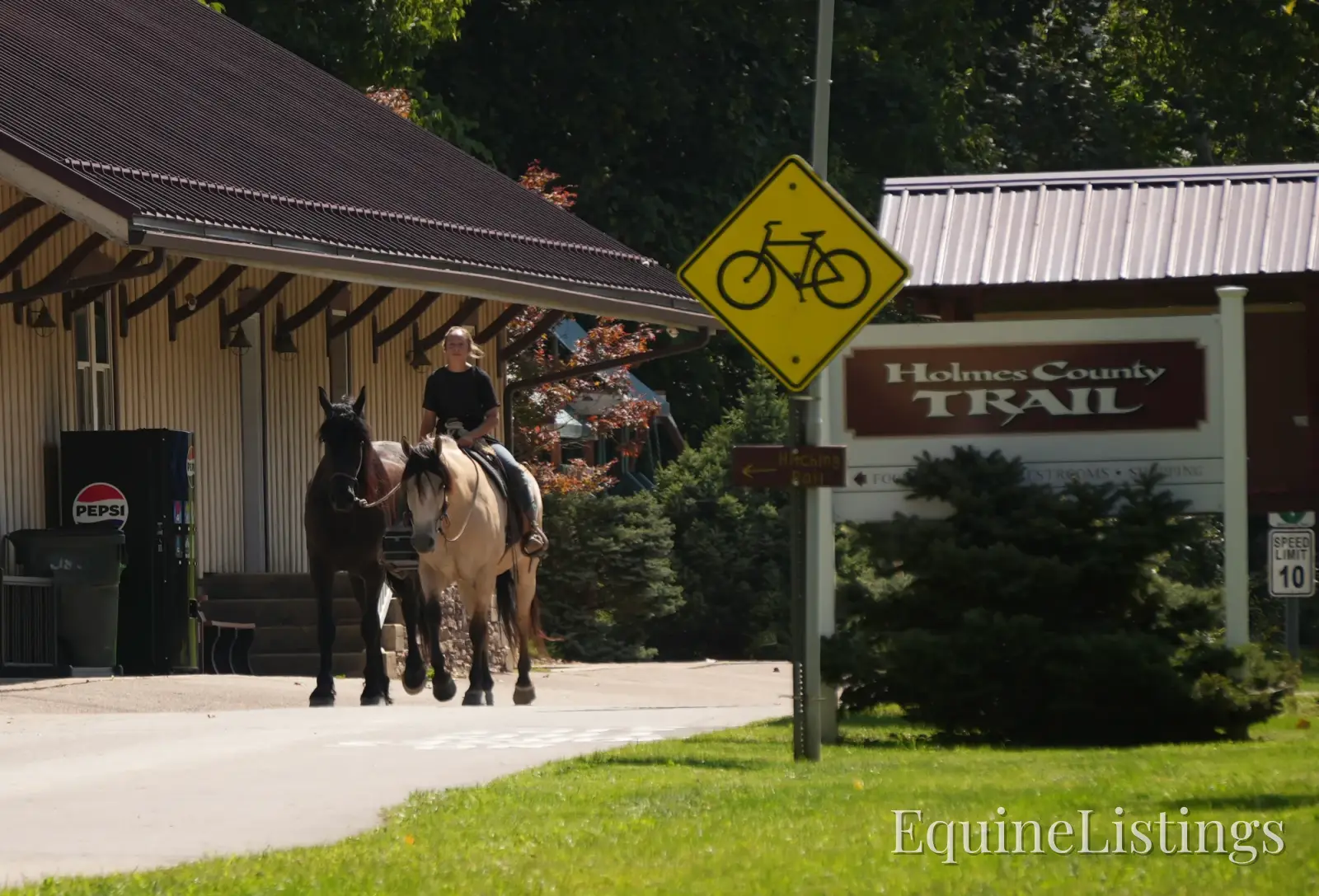 EVF Amazing Azia Black Gelding Friesian Cross - Photo 9