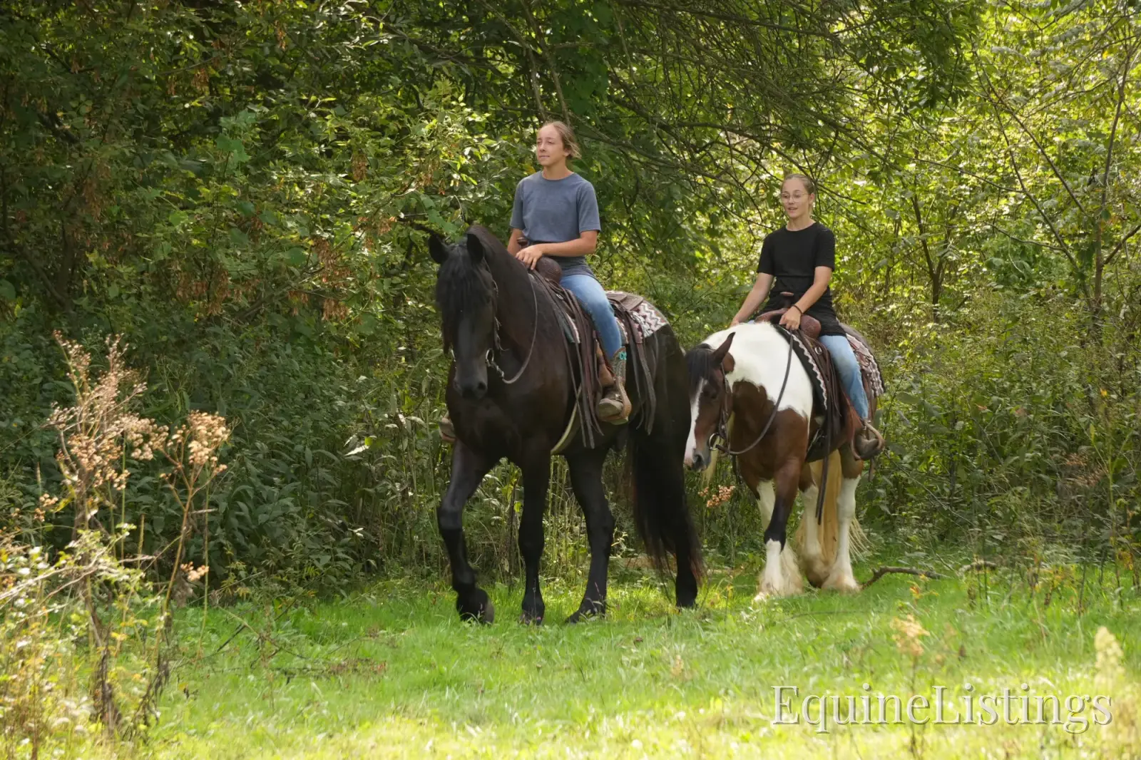 EVF Amazing Azia Black Gelding Friesian Cross - Photo 10