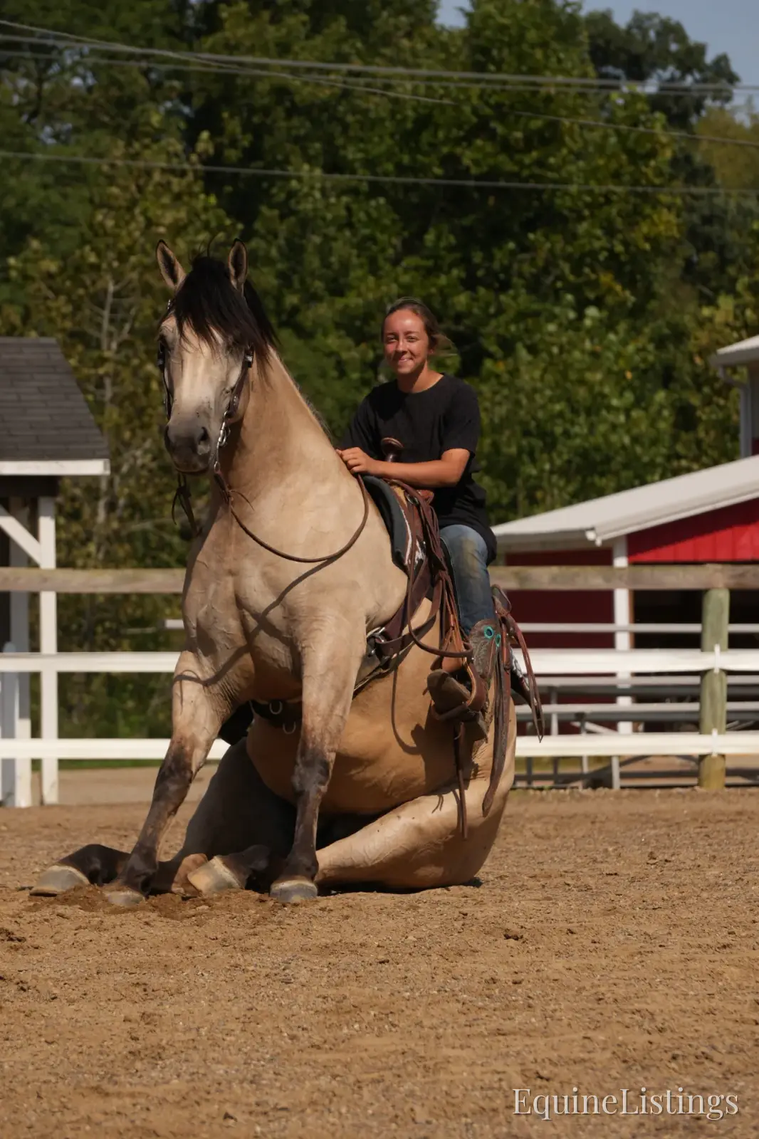 Bourbon Buckskin Gelding Quarter Horse