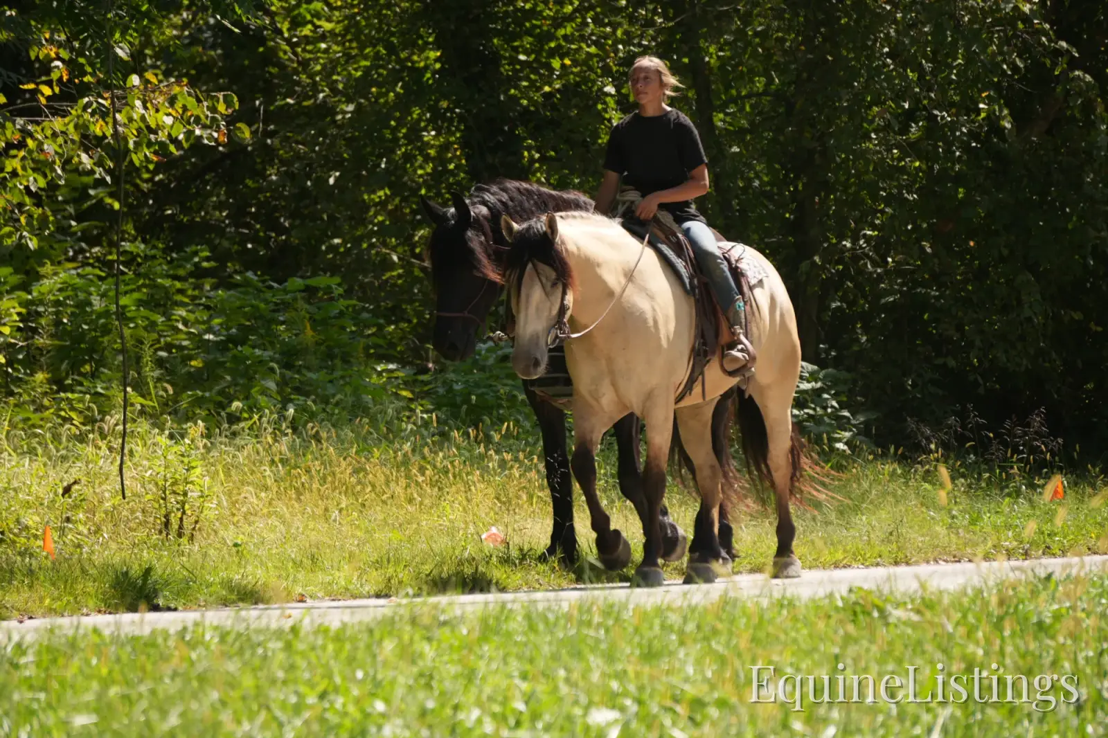 Bourbon Buckskin Gelding Quarter Horse - Photo 3
