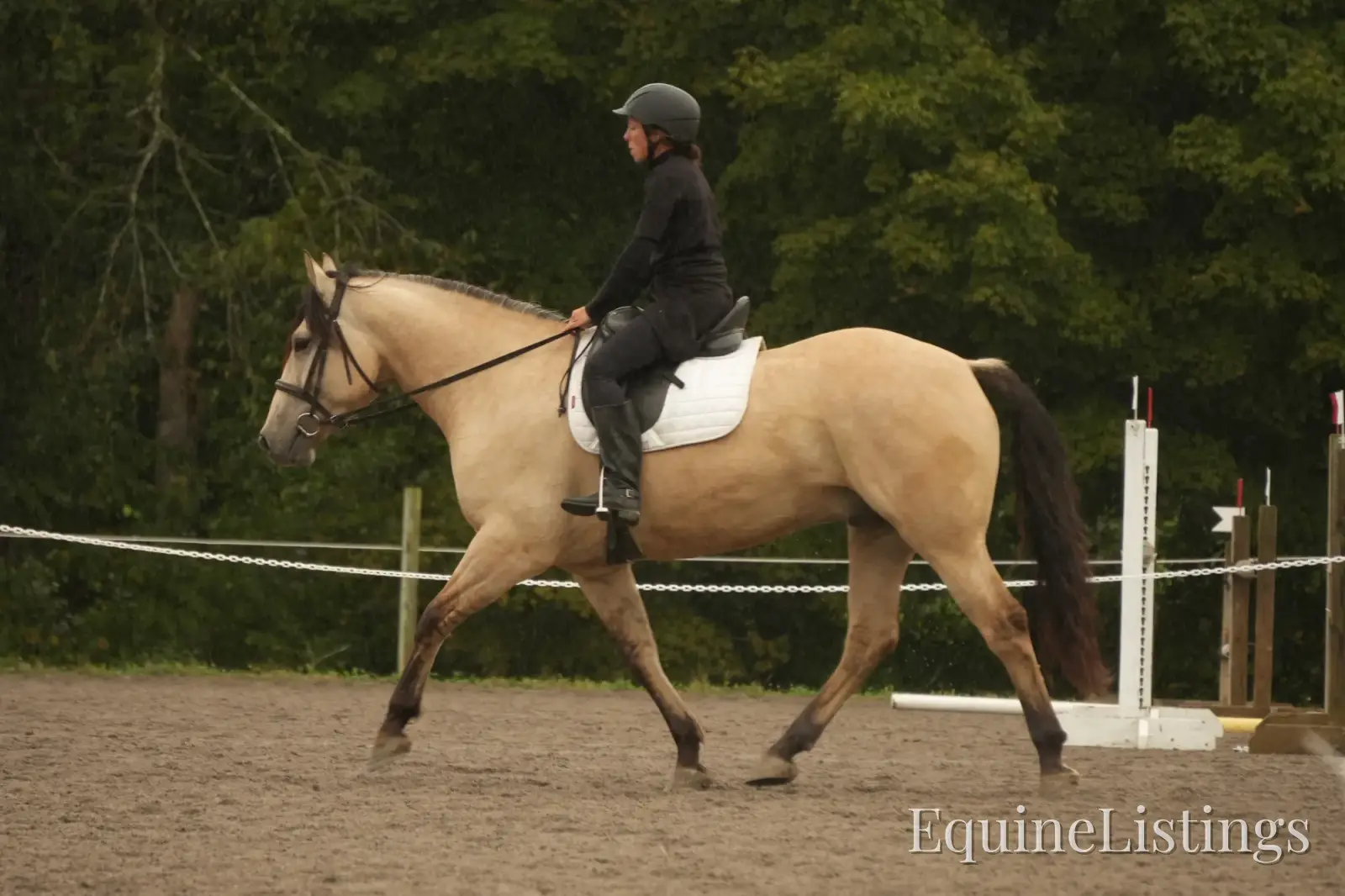 Bourbon Buckskin Gelding Quarter Horse - Photo 4