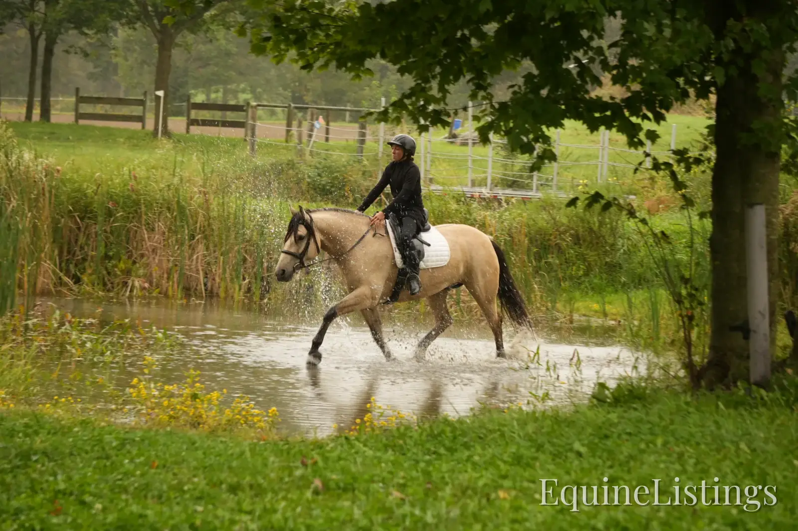 Bourbon Buckskin Gelding Quarter Horse - Photo 5