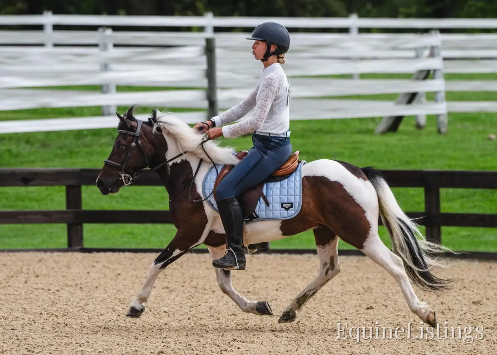 Tito Palomino Gelding Pony - Photo 4