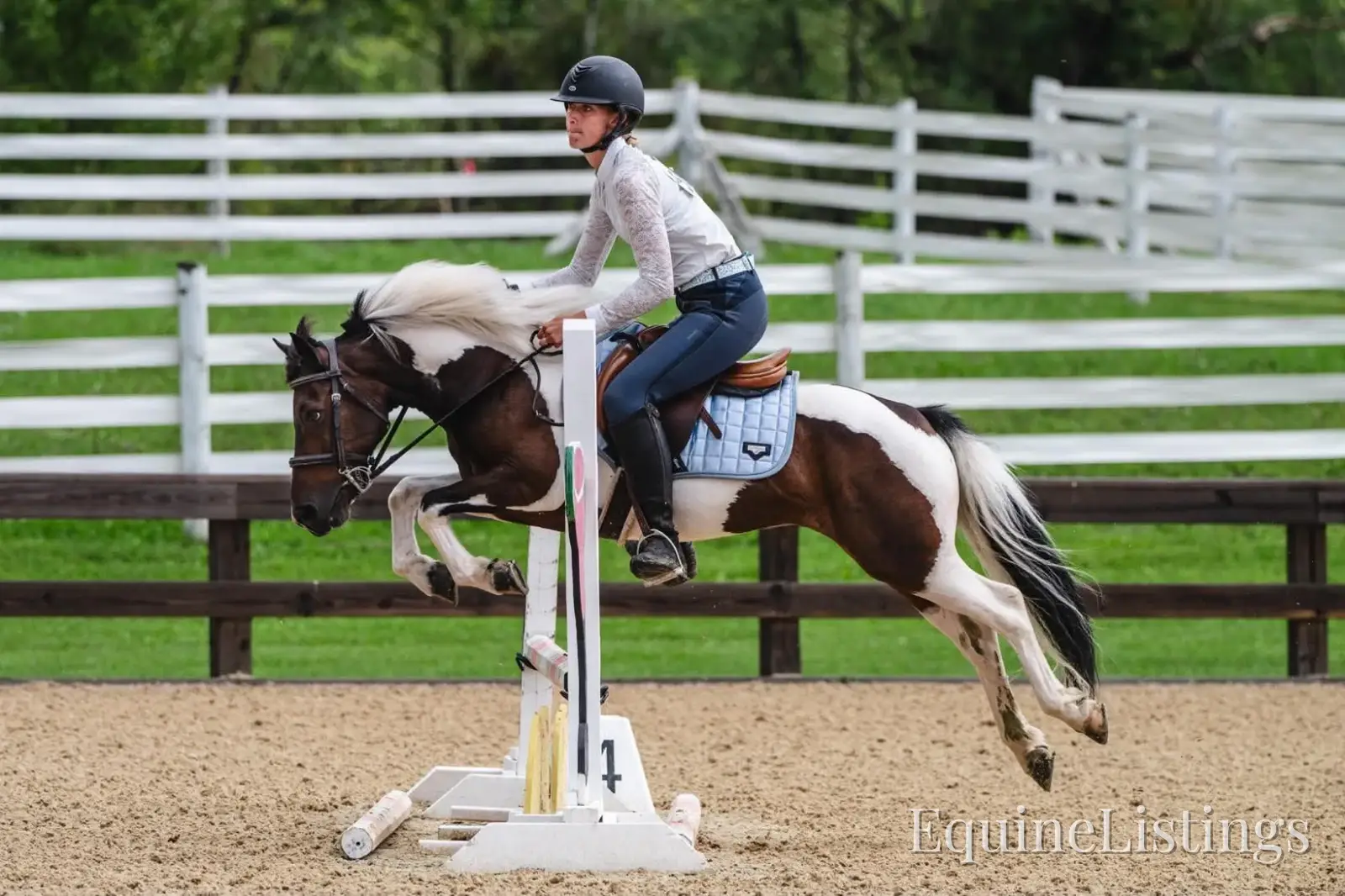 Tito Palomino Gelding Pony - Photo 5