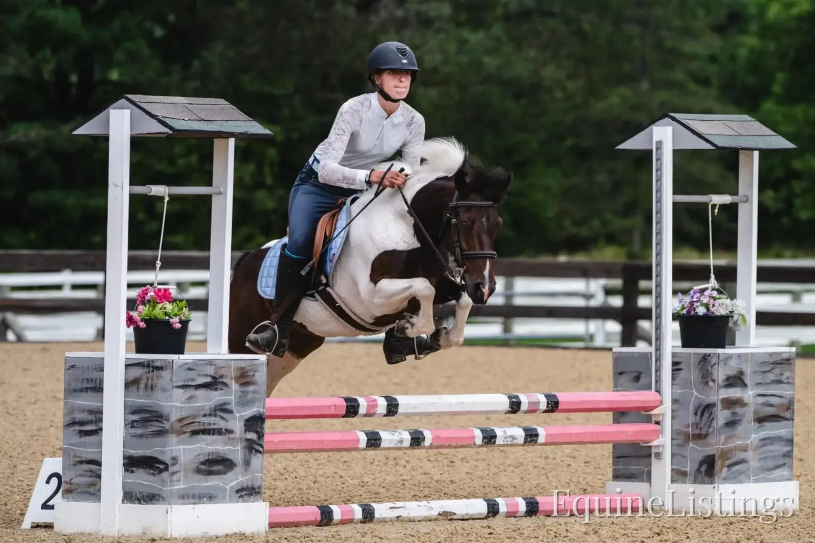 Tito Palomino Gelding Pony - Photo 6