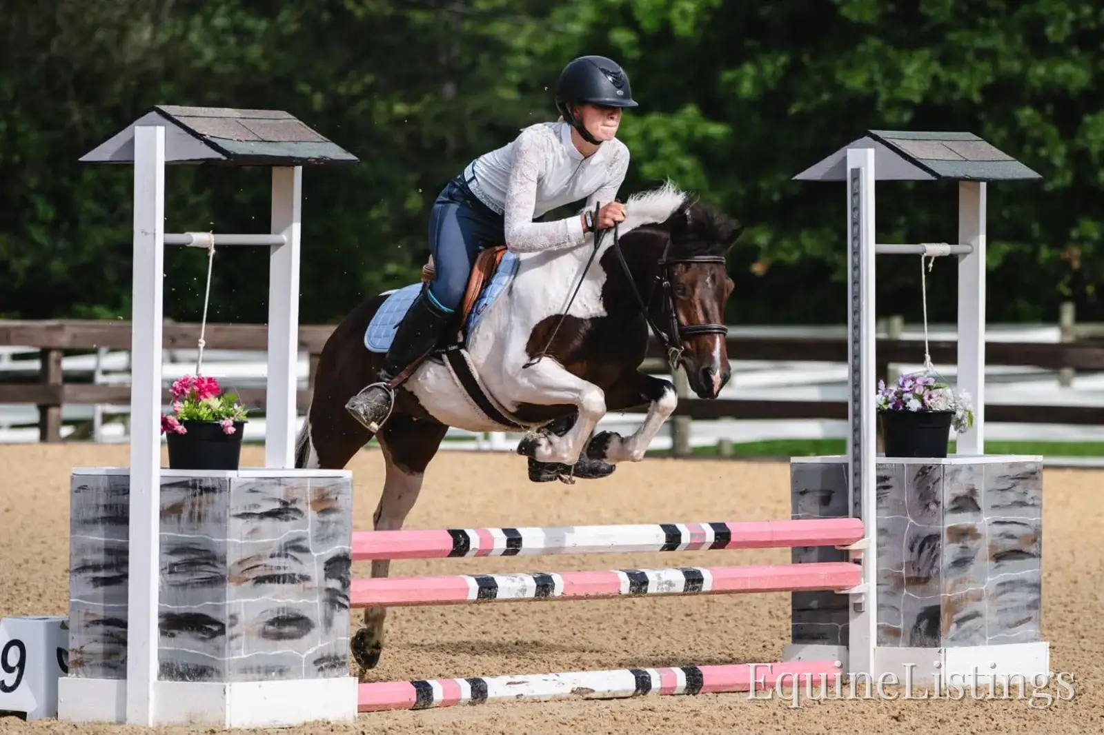Tito Palomino Gelding Pony - Photo 9