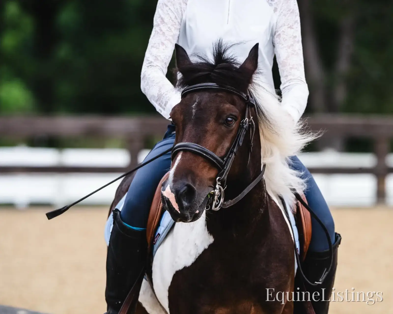 Tito Palomino Gelding Pony - Photo 10
