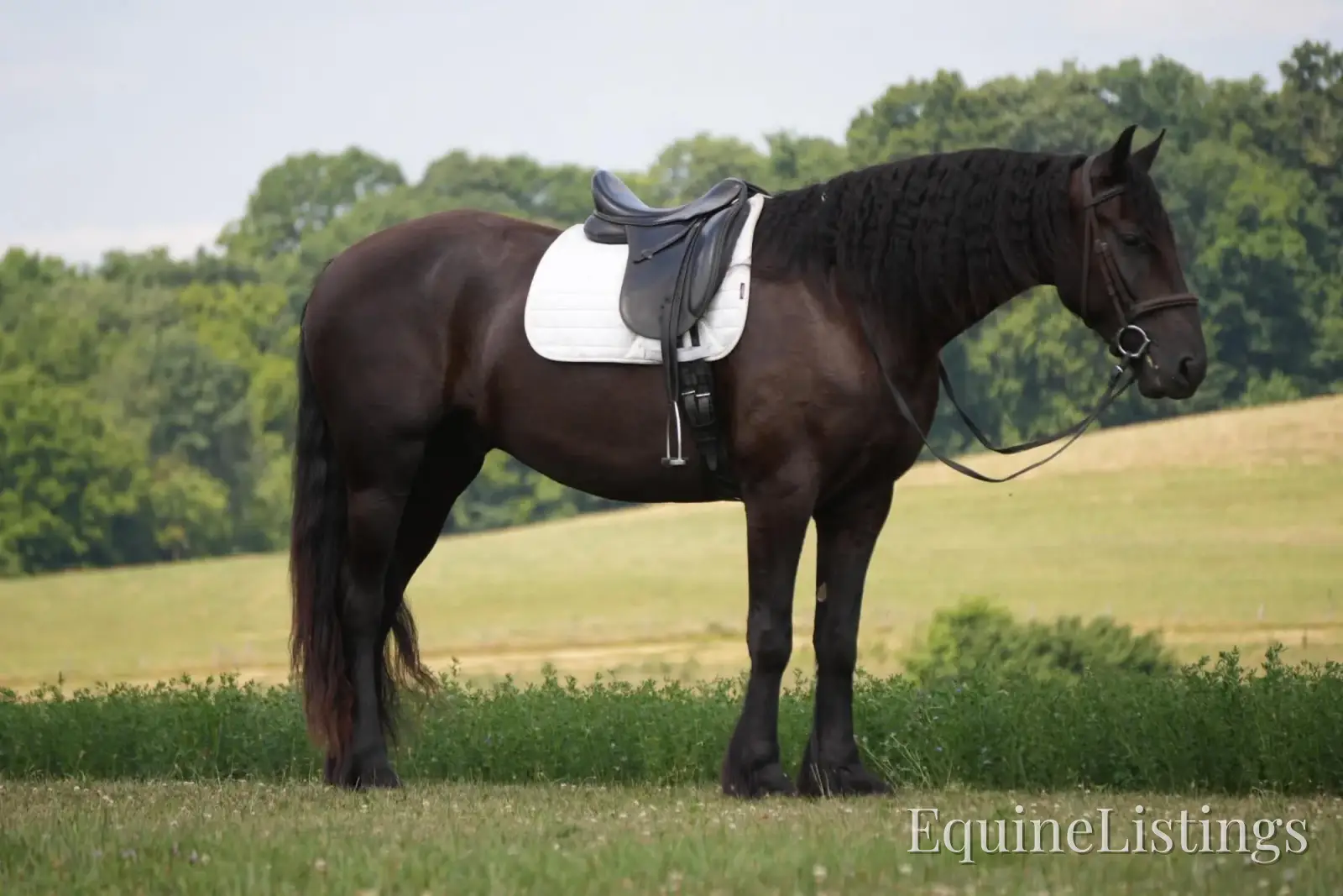 Jackson Black Gelding Friesian Cross