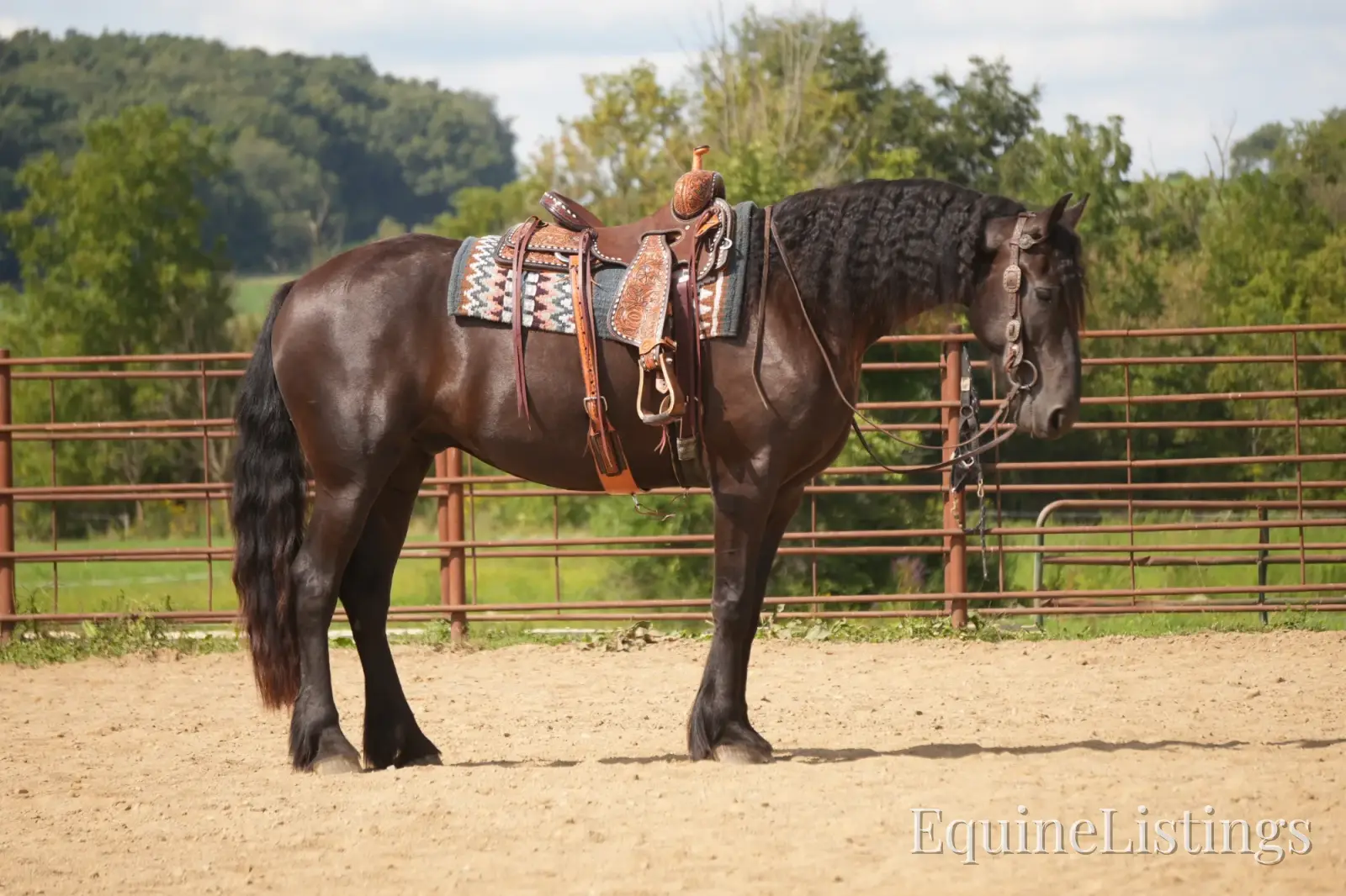 Jackson Black Gelding Friesian Cross - Photo 2