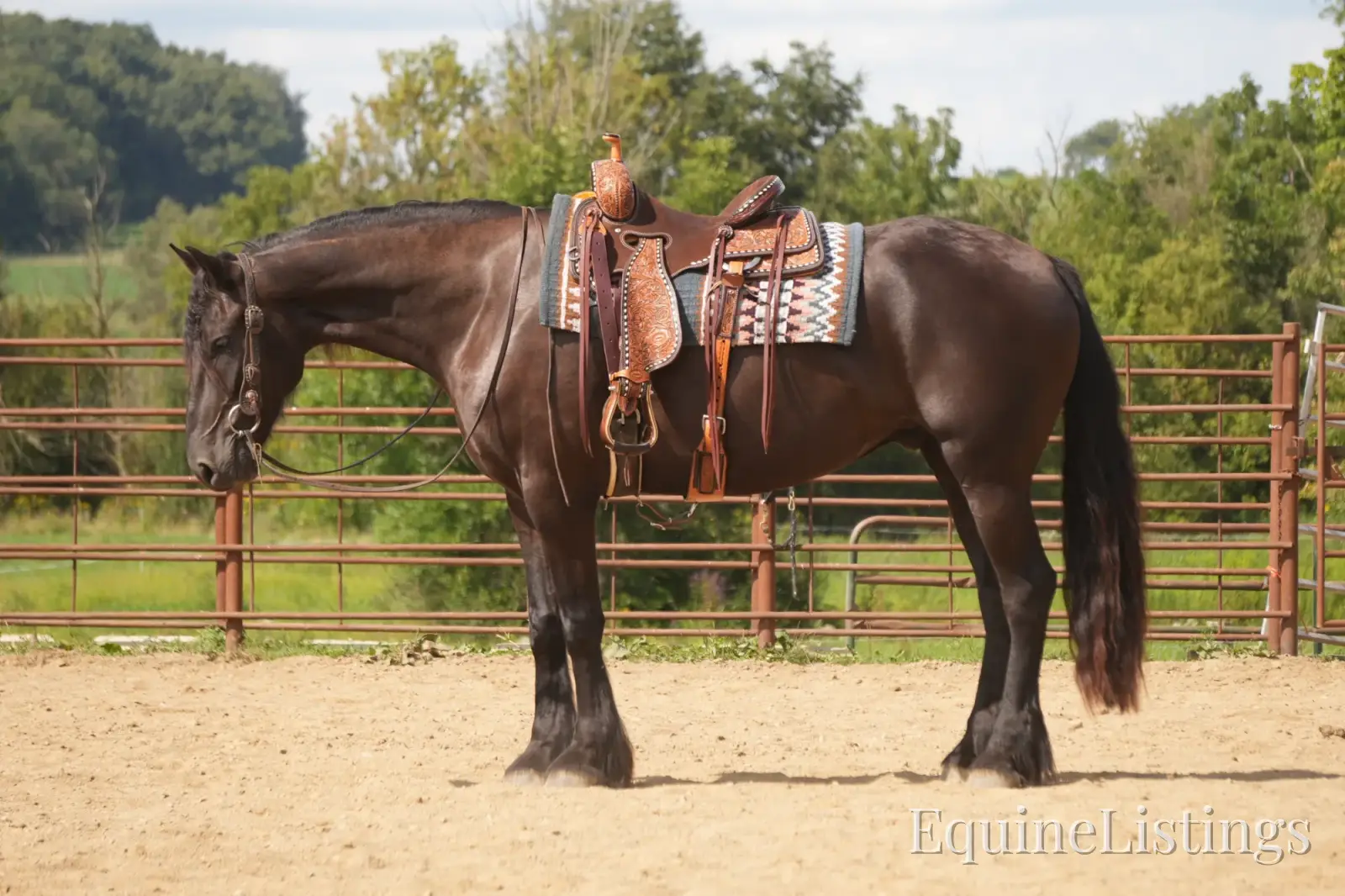 Jackson Black Gelding Friesian Cross - Photo 3