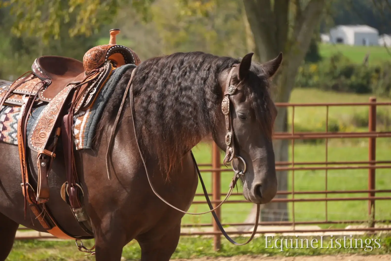 Jackson Black Gelding Friesian Cross - Photo 4