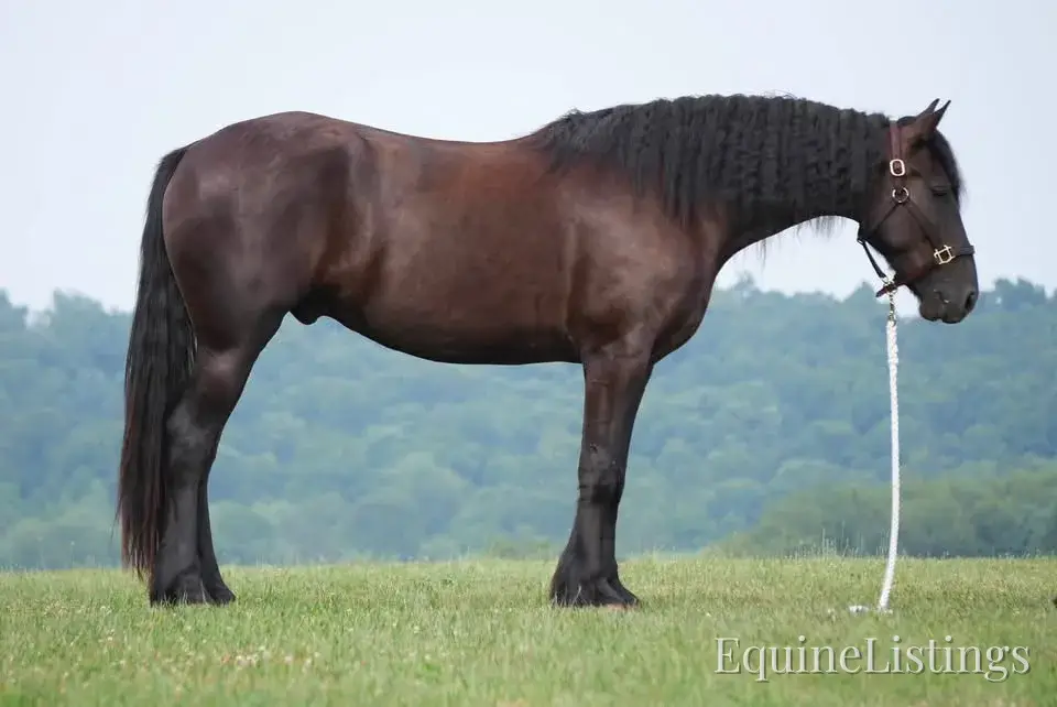Jackson Black Gelding Friesian Cross - Photo 5