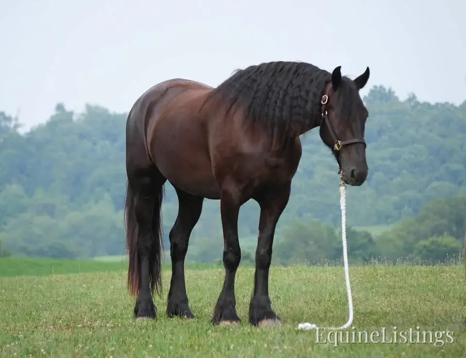 Jackson Black Gelding Friesian Cross - Photo 6