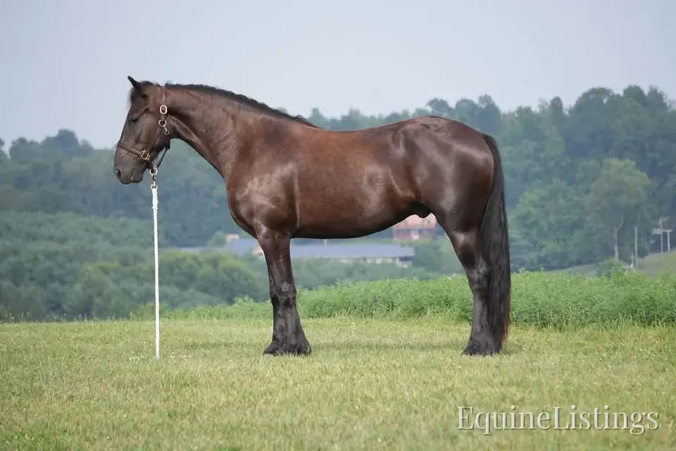 Jackson Black Gelding Friesian Cross - Photo 8