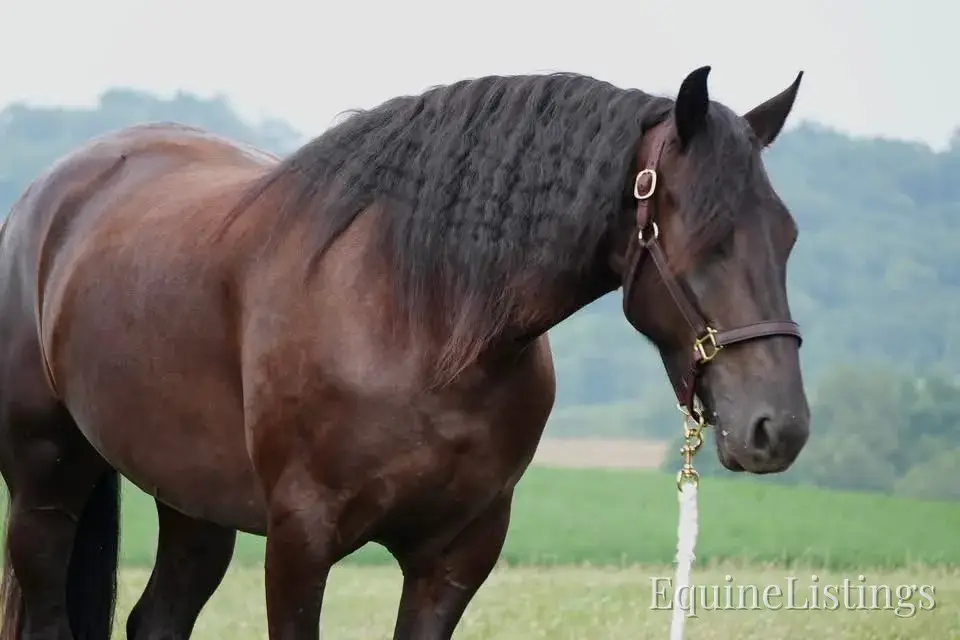Jackson Black Gelding Friesian Cross - Photo 10
