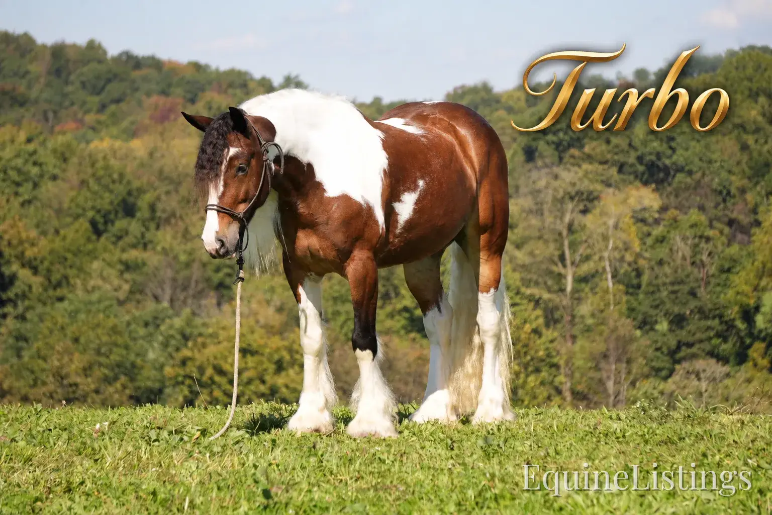 Turbo Gelding Gypsy Vanner