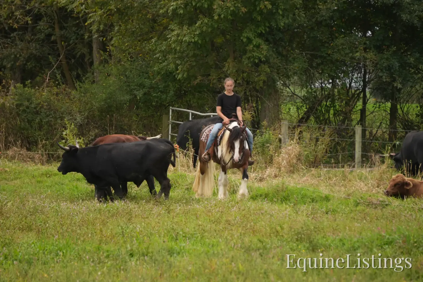 Turbo Gelding Gypsy Vanner - Photo 13