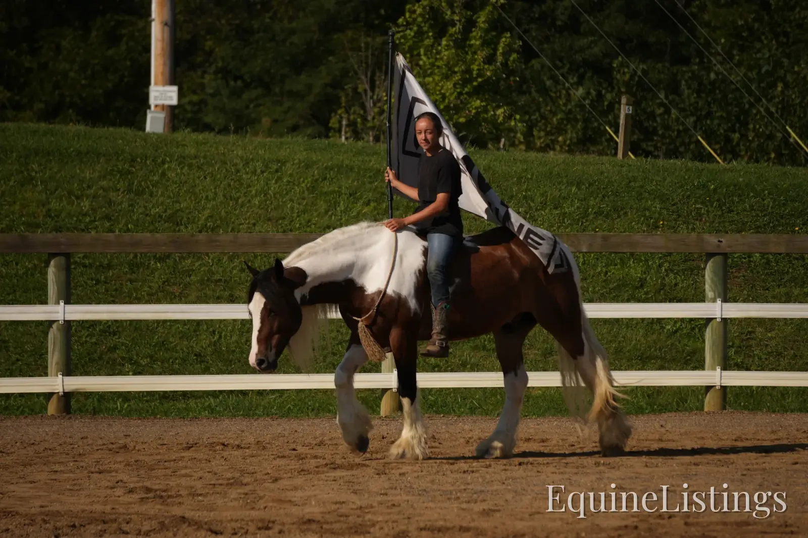 Turbo Gelding Gypsy Vanner - Photo 2
