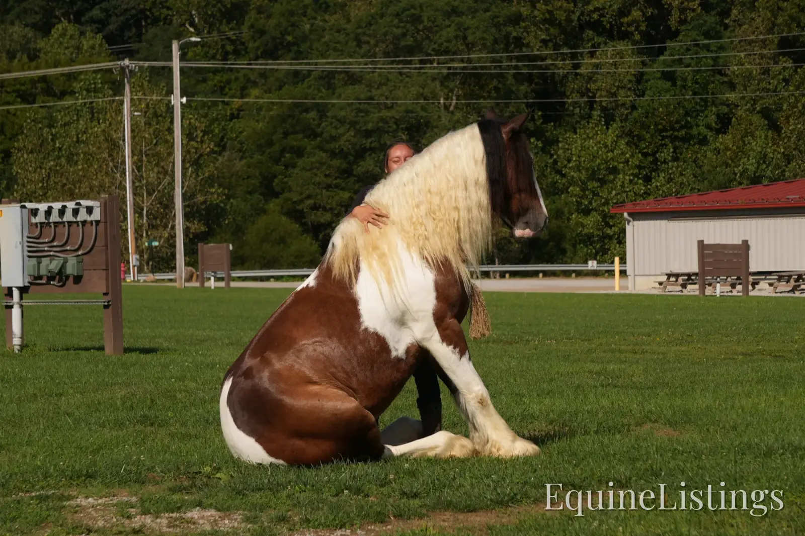 Turbo Gelding Gypsy Vanner - Photo 3