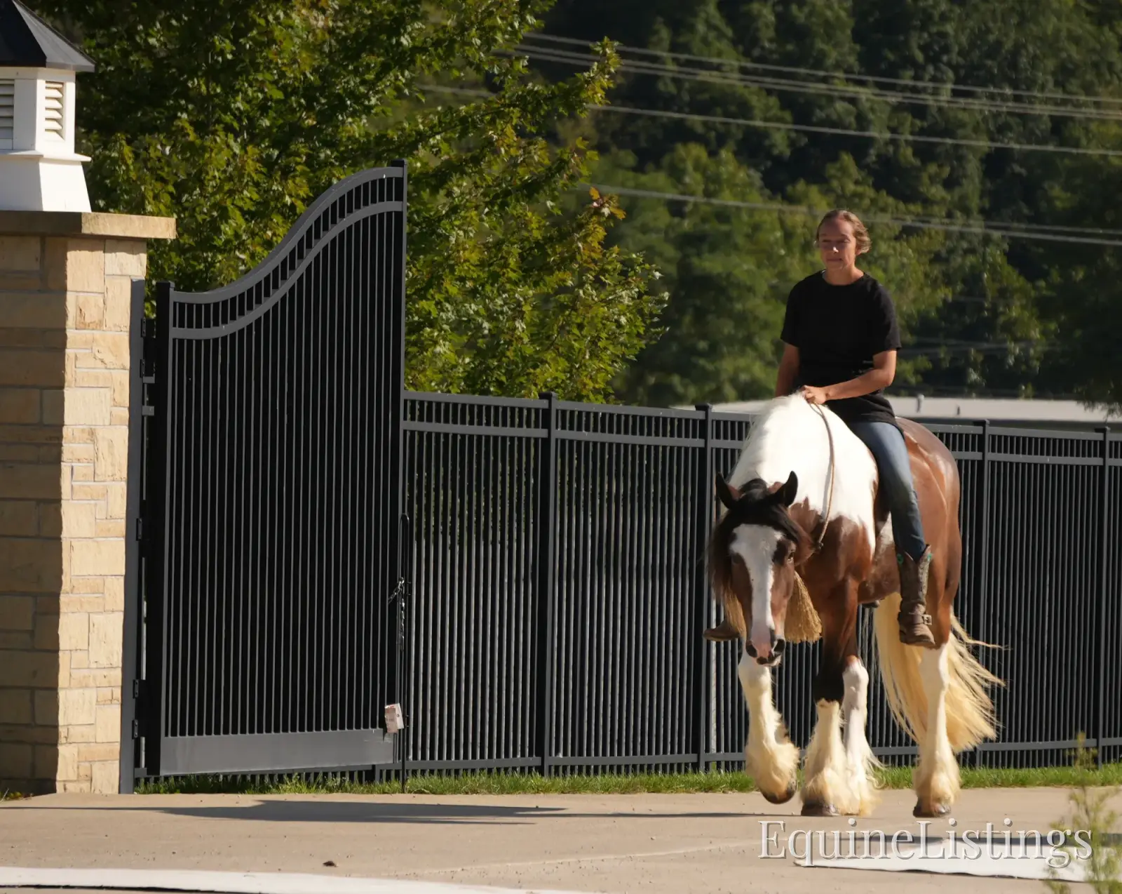Turbo Gelding Gypsy Vanner - Photo 4