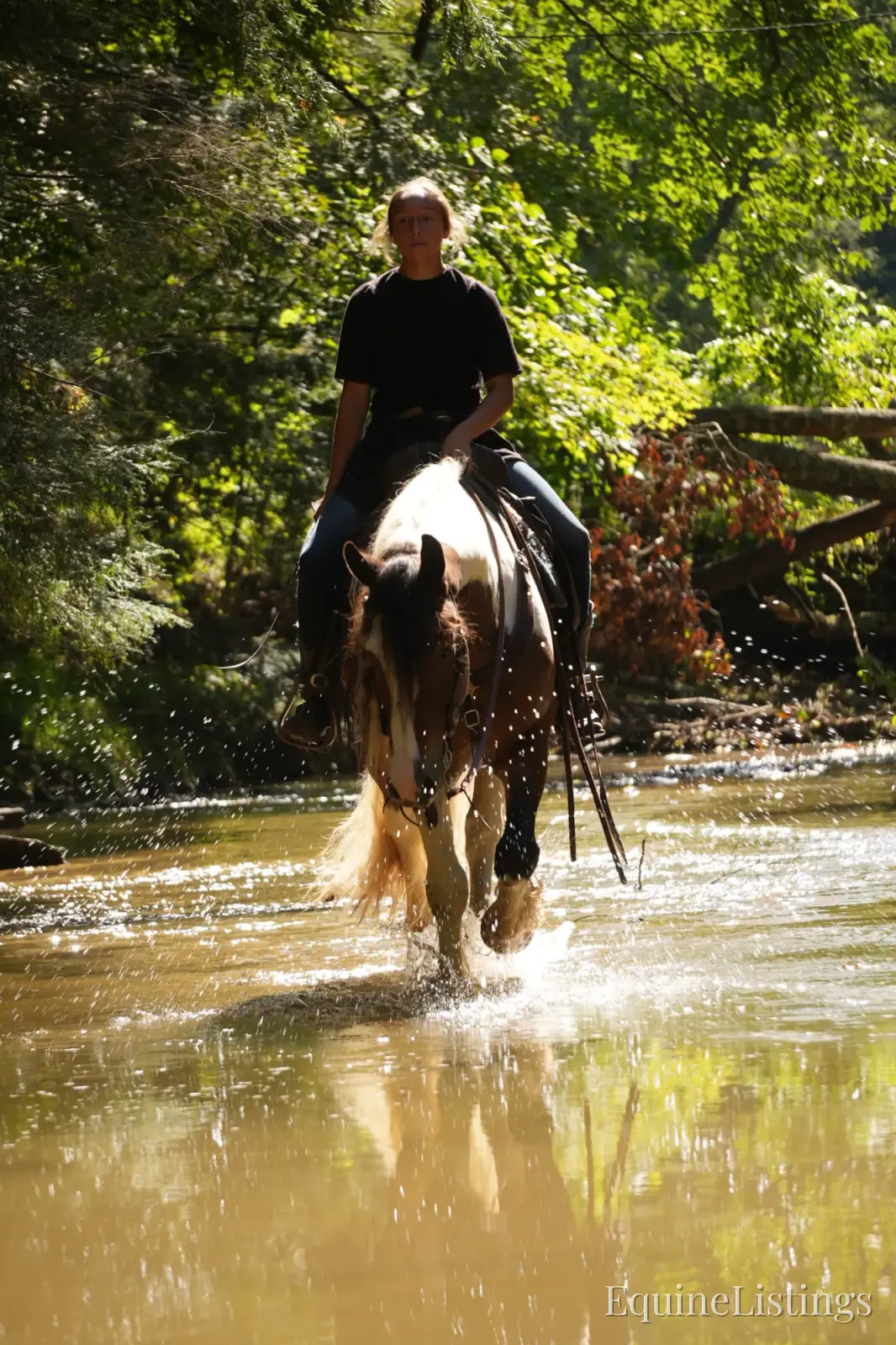 Turbo Gelding Gypsy Vanner - Photo 5